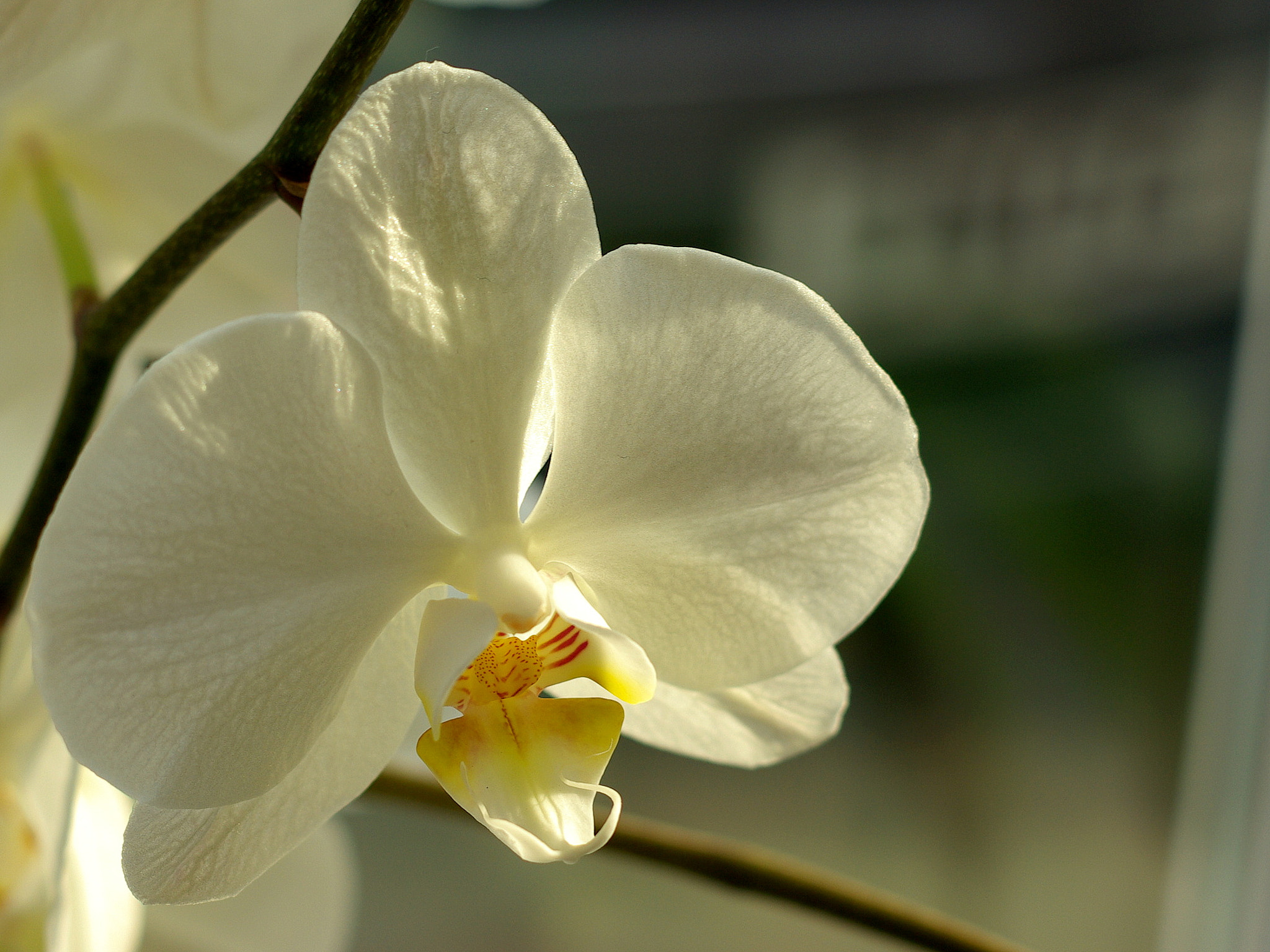 Samsung GX-10 + Pentax smc DA 50mm F1.8 sample photo. Butterfly orchid photography