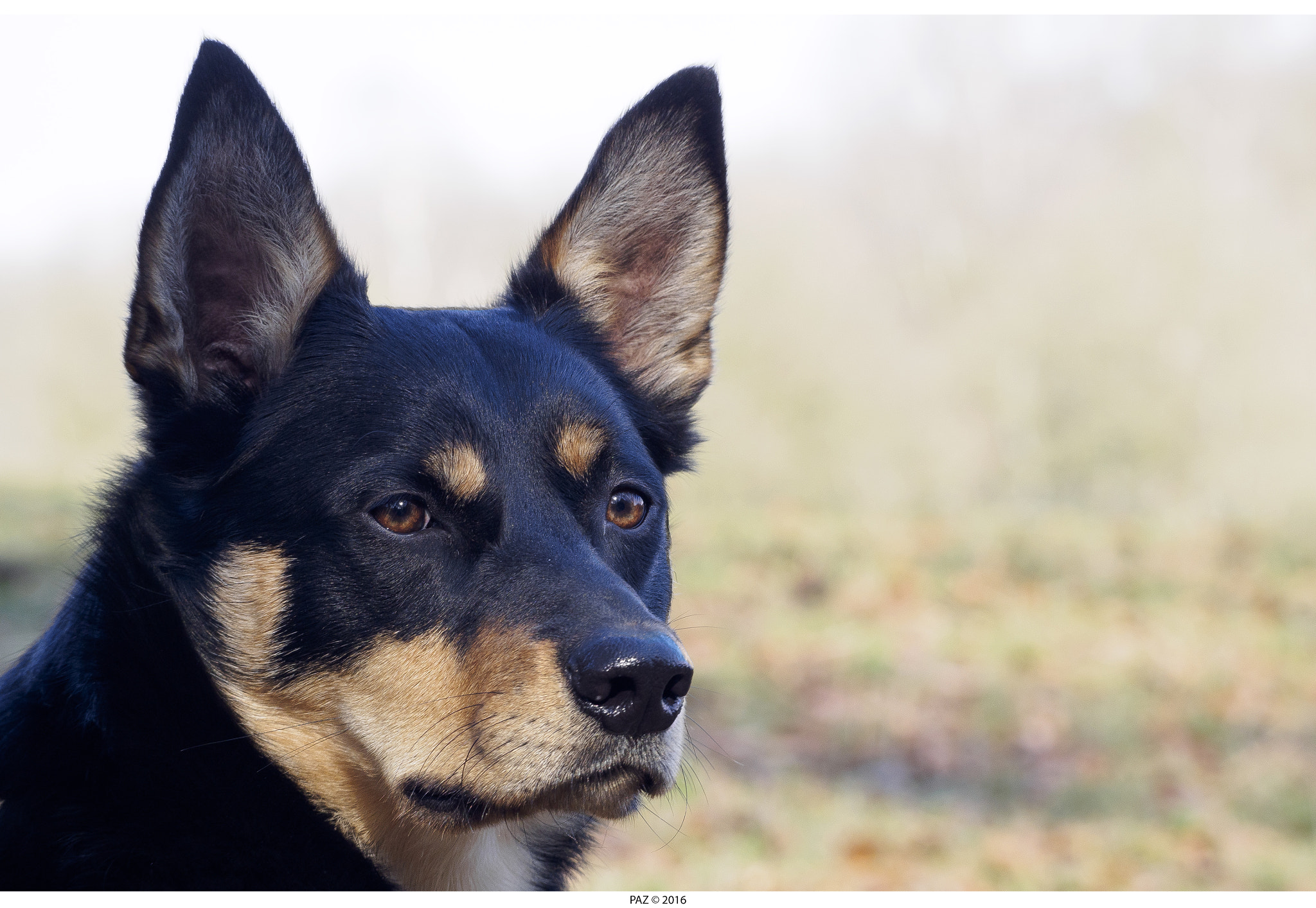 Olympus OM-D E-M10 II sample photo. Shepards dog... photography