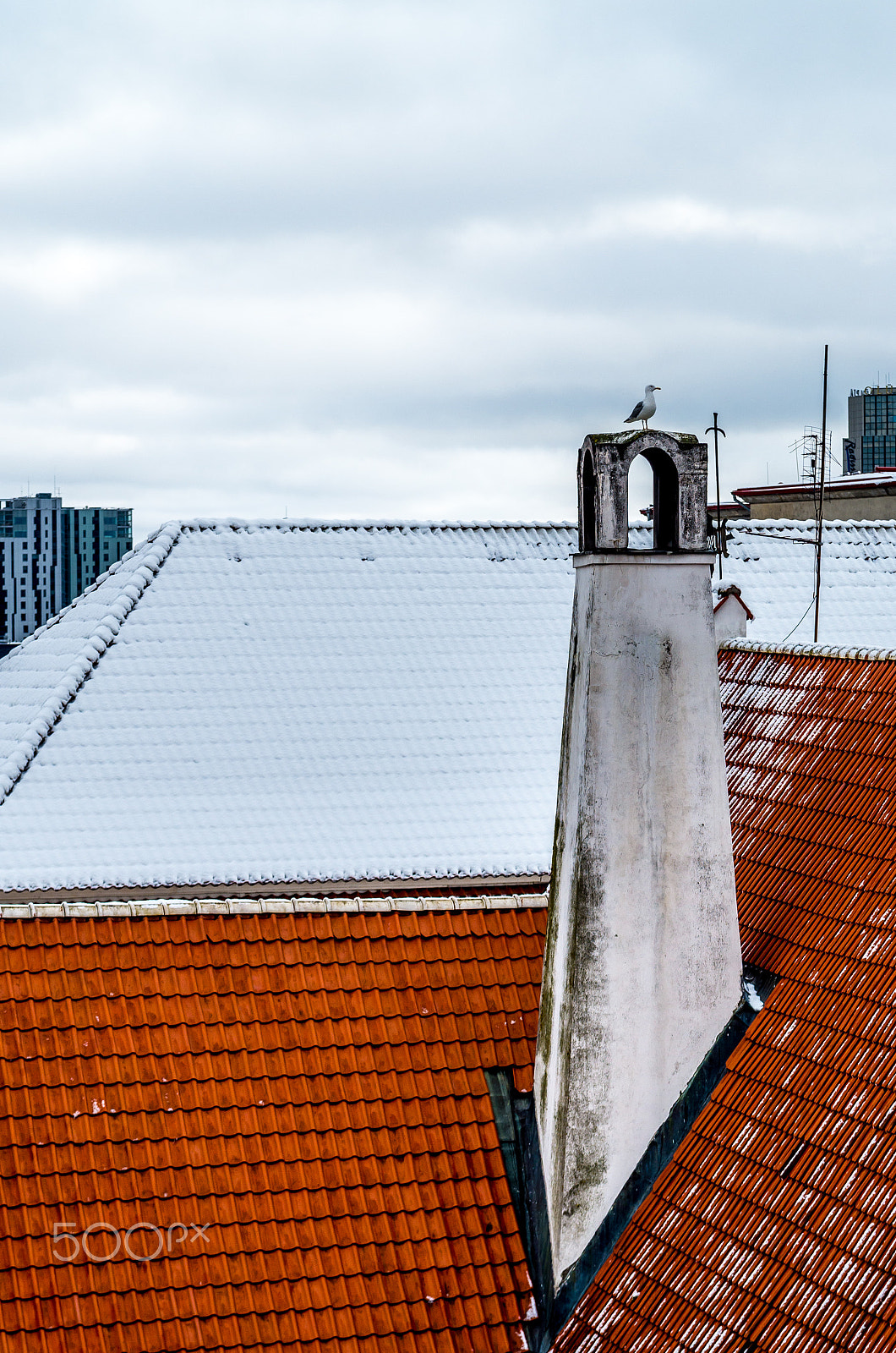 Pentax K-50 + Tamron AF 28-75mm F2.8 XR Di LD Aspherical (IF) sample photo. Seagull sitting on old chimney at red roof photography