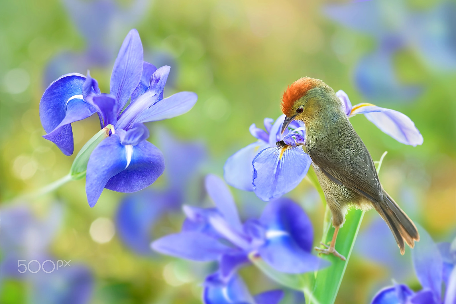 Canon EF 300mm F2.8L IS USM sample photo. My blue garden photography