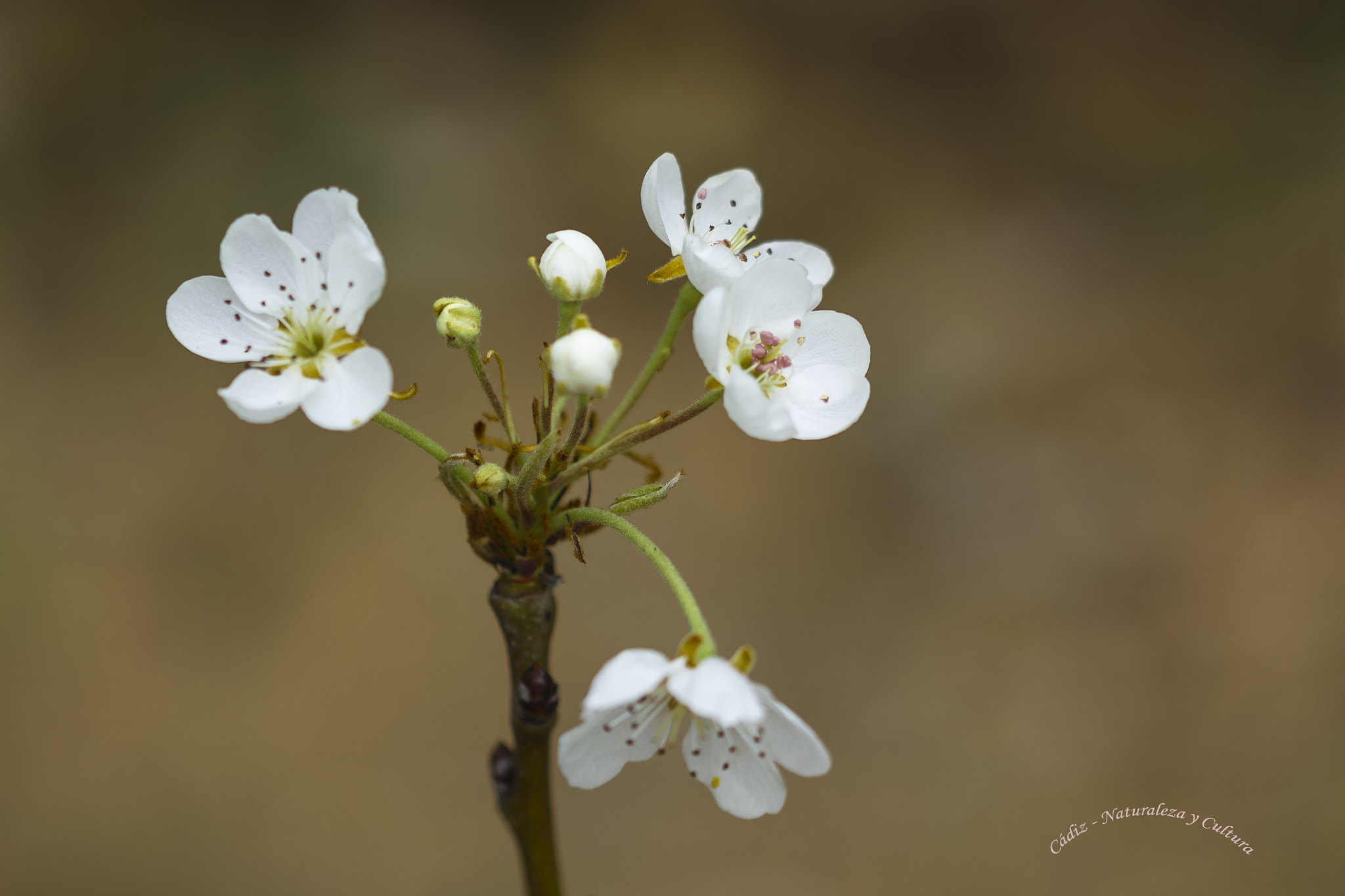 Sigma 105mm F2.8 EX DG OS HSM sample photo. Ramito... photography
