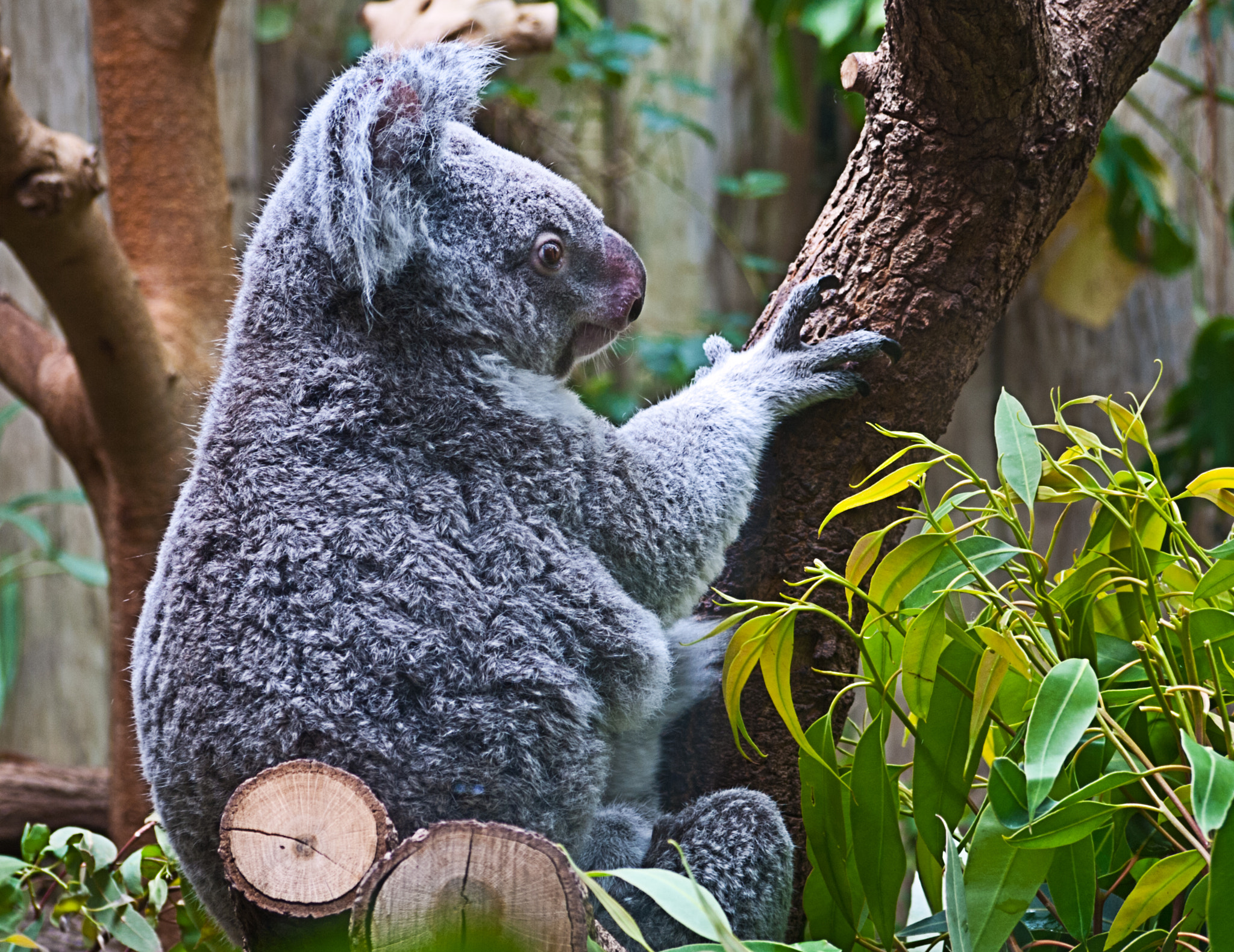 Panasonic Lumix DMC-G1 sample photo. Koala photography