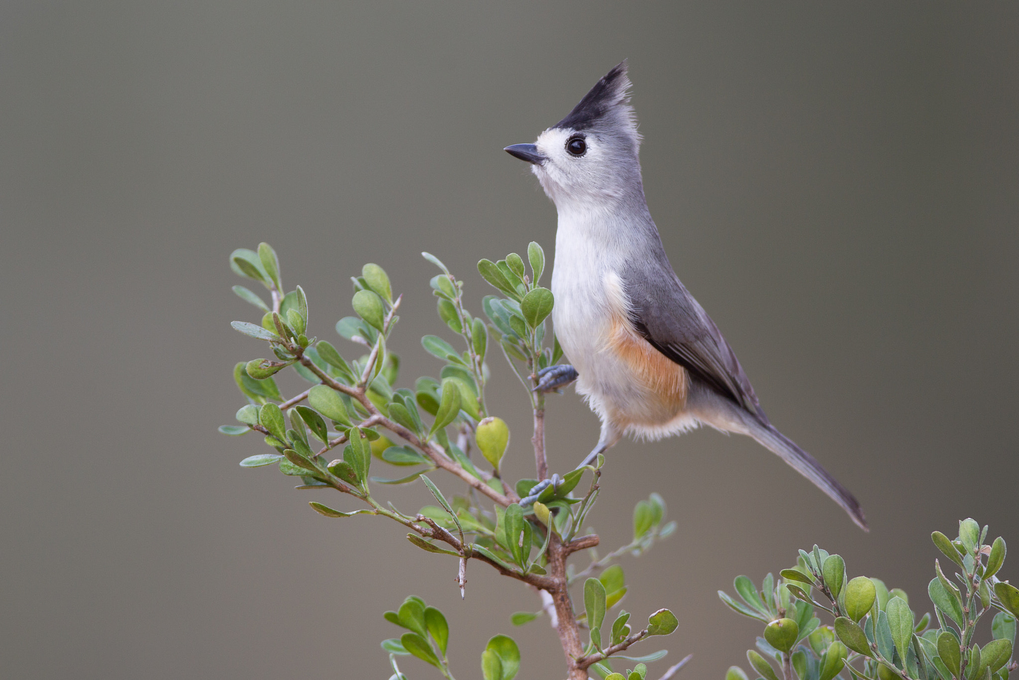 Canon EF 600mm f/4L IS sample photo. Black-crested titmouse photography