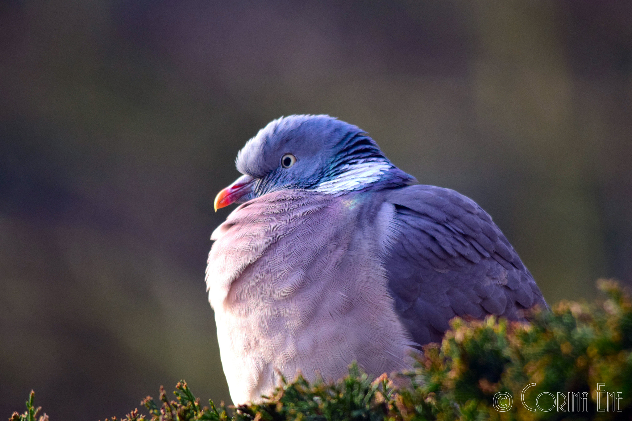 Sigma 150-500mm F5-6.3 DG OS HSM sample photo. Wood pigeon photography