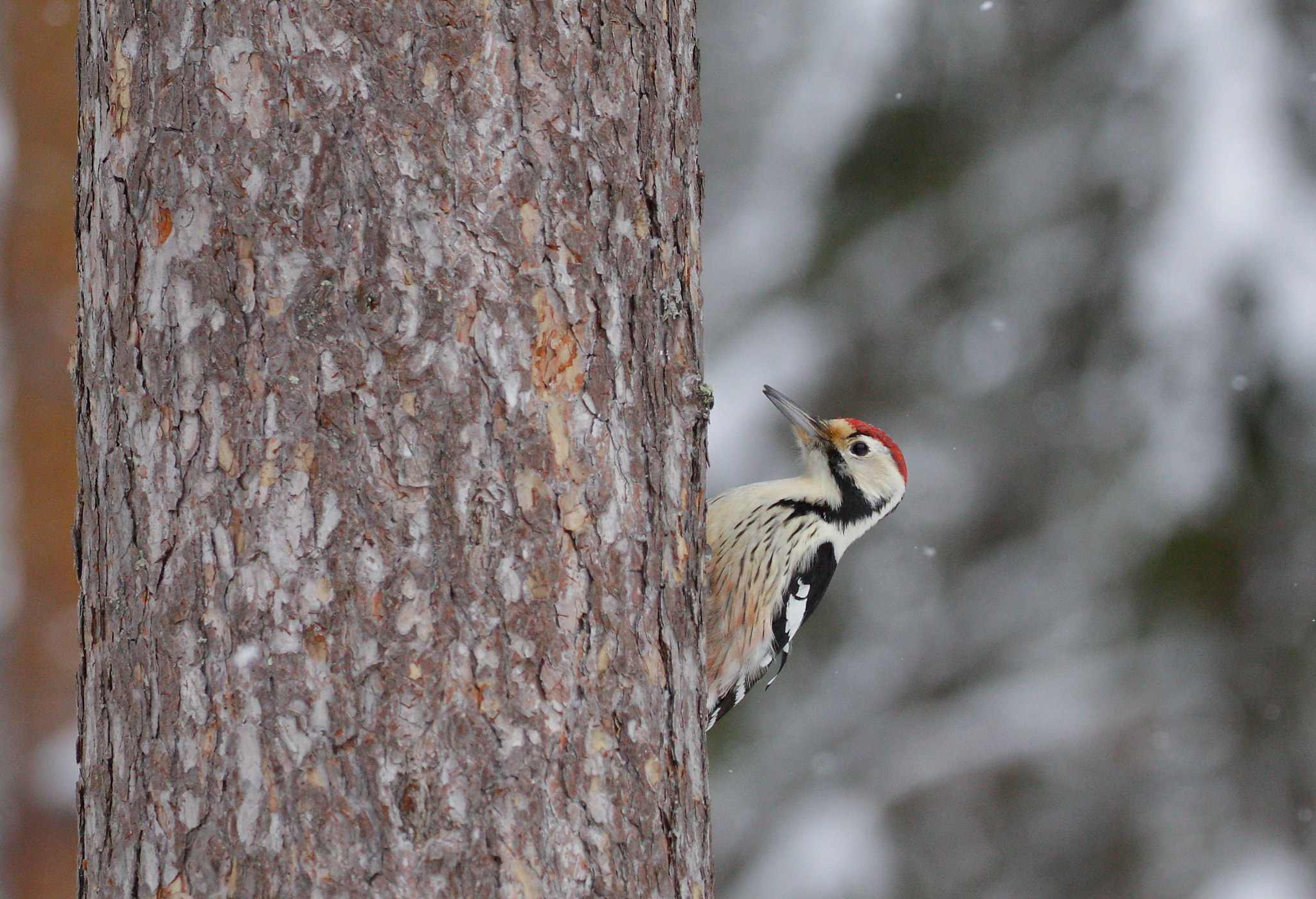 Canon EF 100-400mm F4.5-5.6L IS II USM sample photo. White-backed woodpecker photography