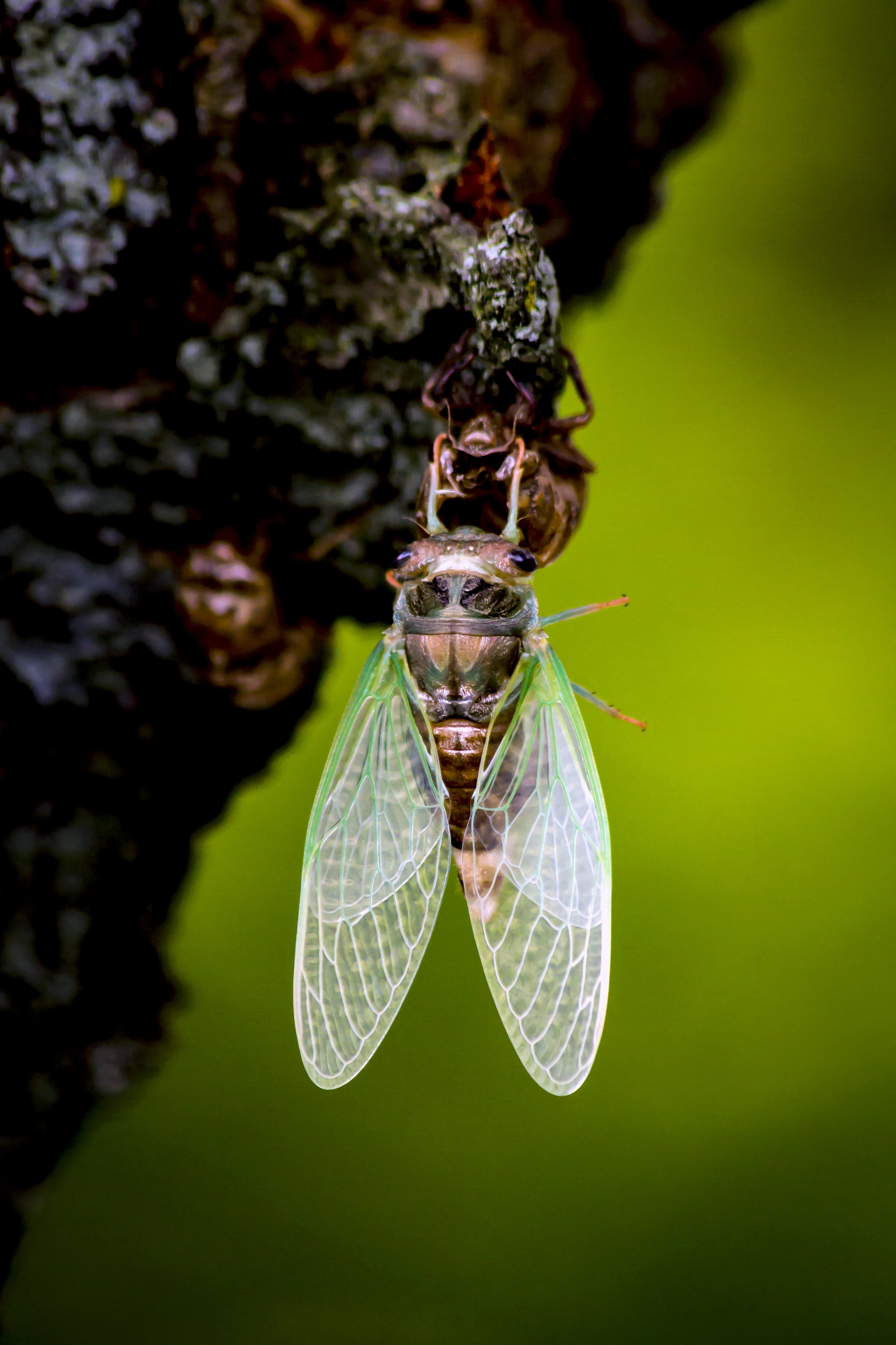 Canon EF 70-300mm F4-5.6 IS USM sample photo. Cicada renewal photography