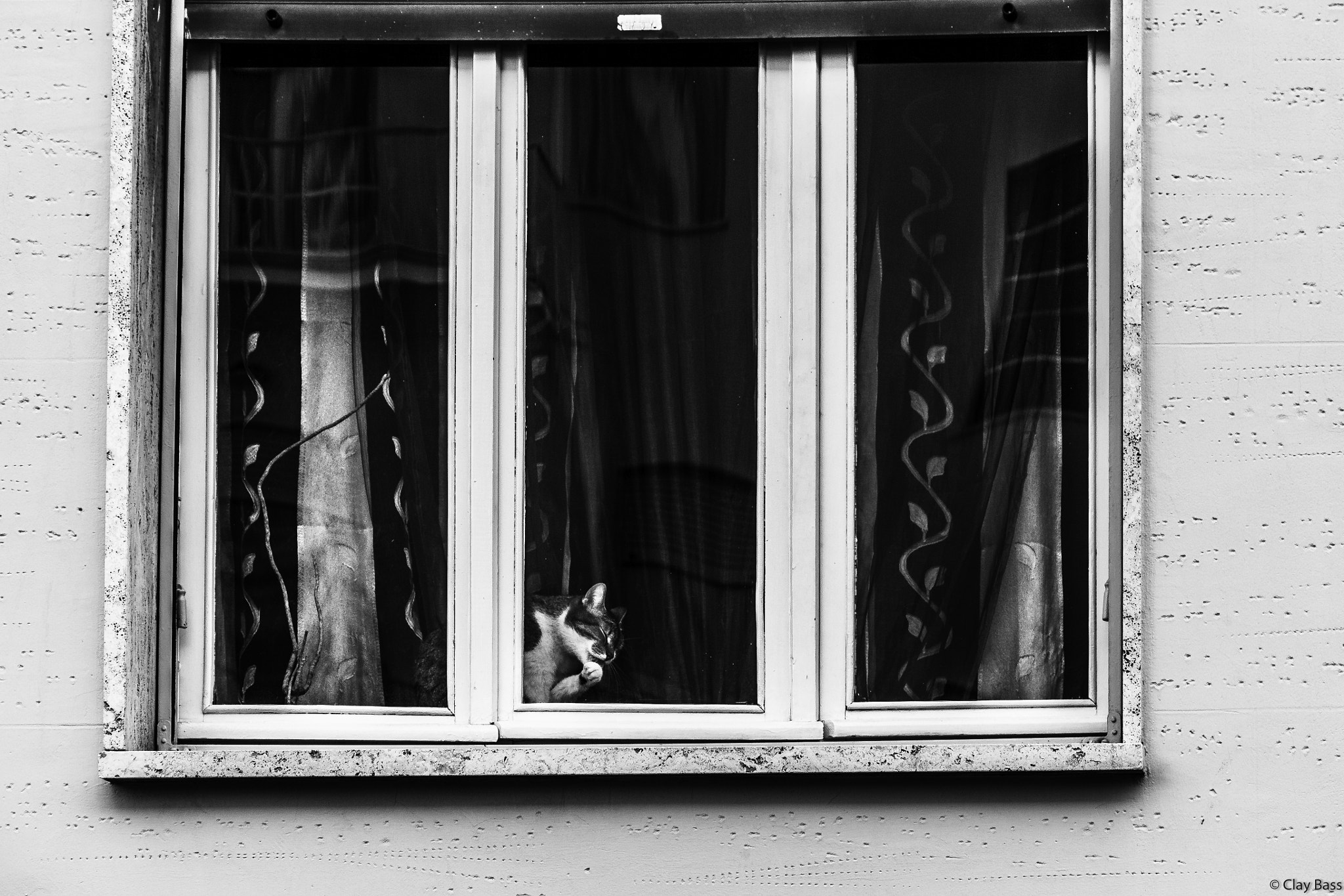 Canon EF 24-105mm F3.5-5.6 IS STM sample photo. Essere gatto photography
