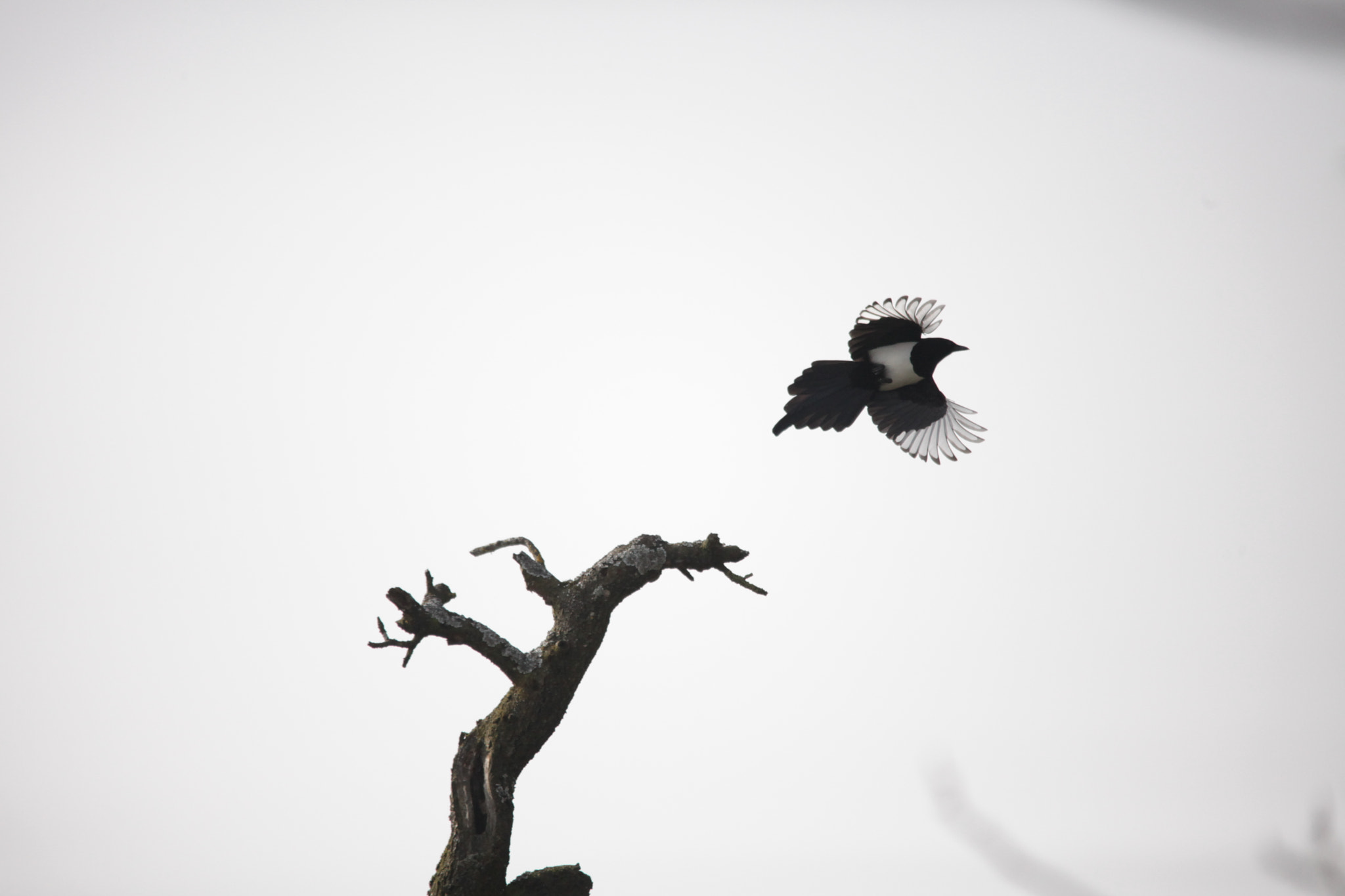 Sigma 150-500mm F5-6.3 DG OS HSM sample photo