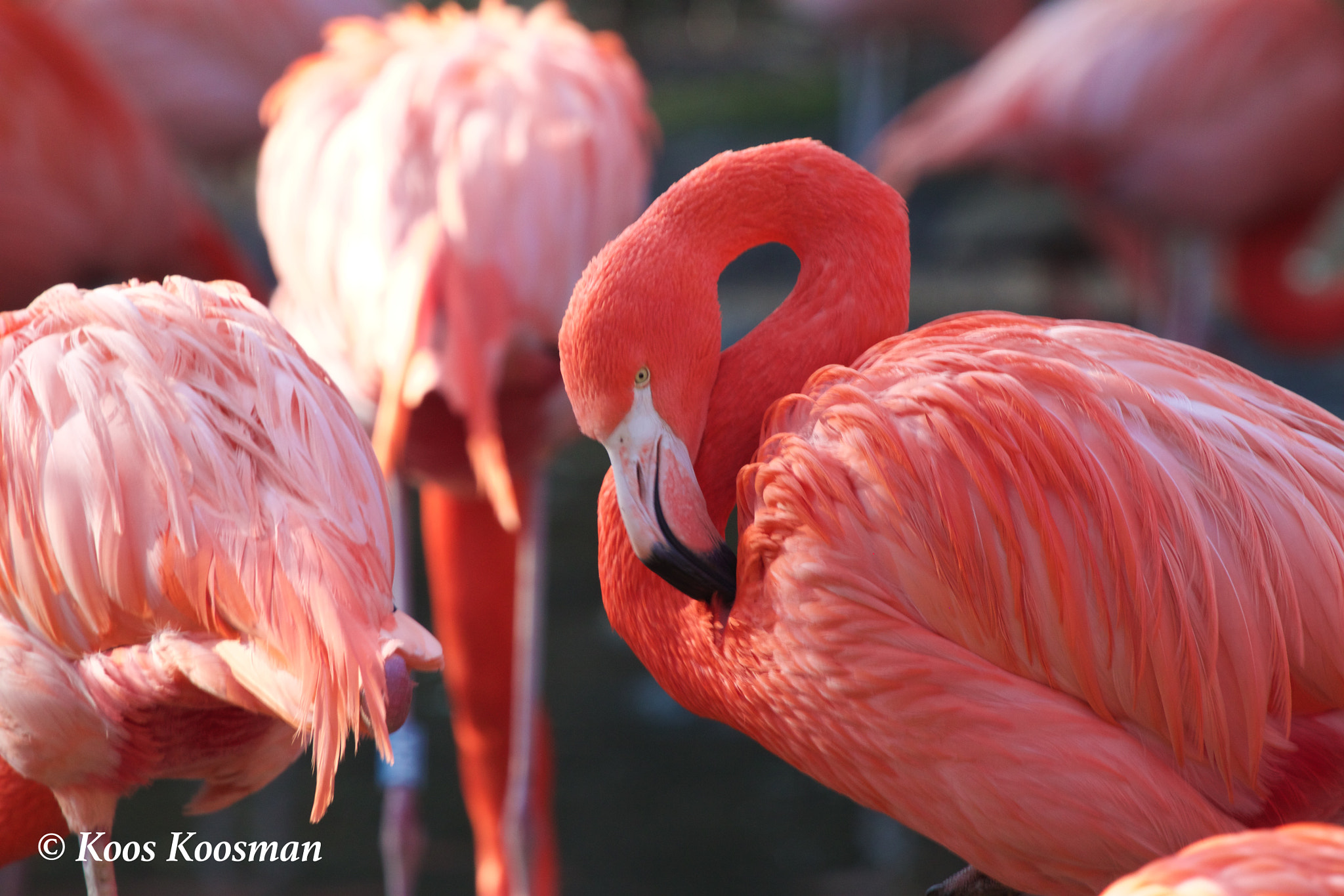 Canon EF 100-400mm F4.5-5.6L IS USM sample photo. Pink flamingo photography