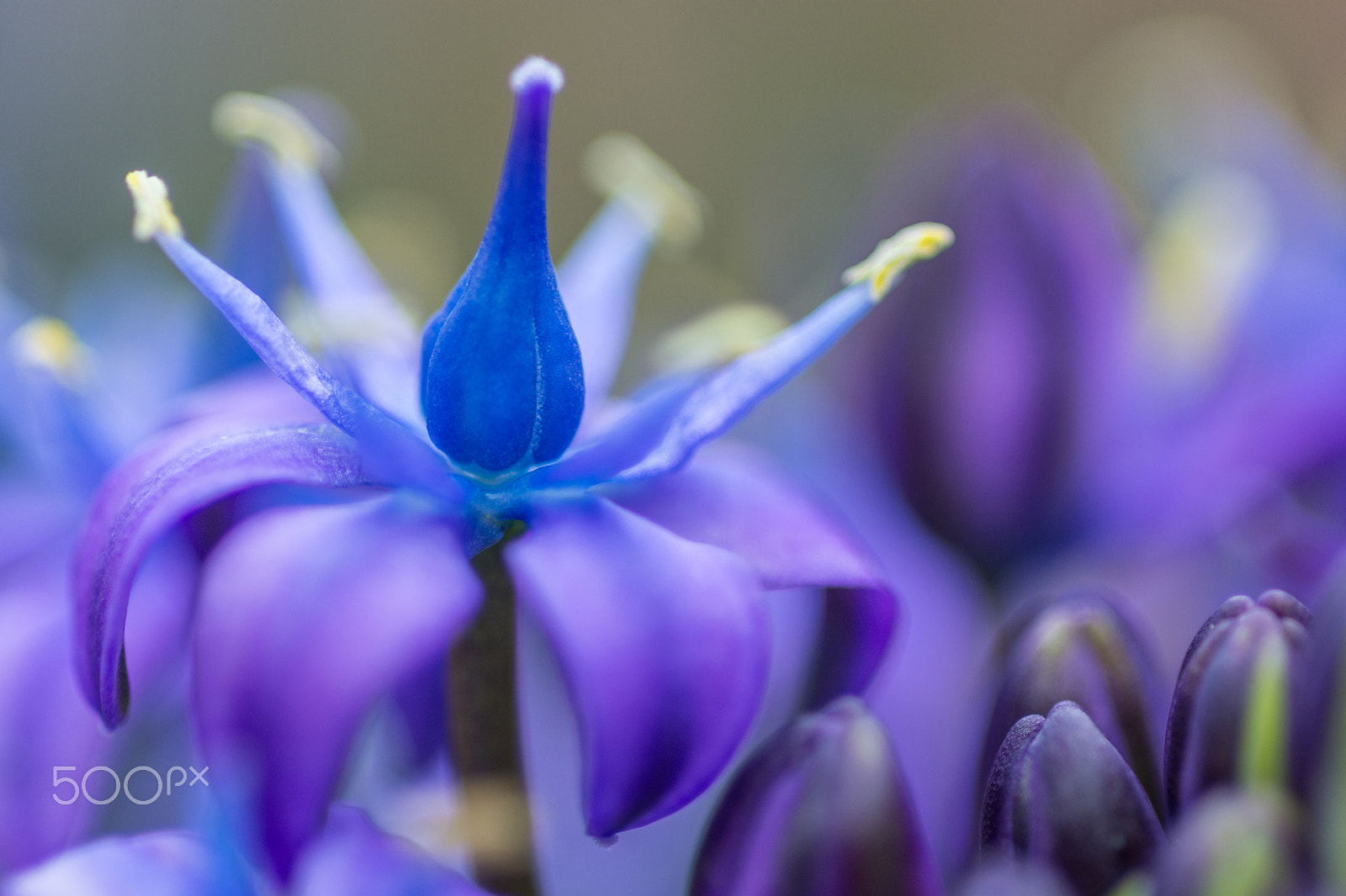 Nikon D7200 + Nikon AF Micro-Nikkor 60mm F2.8D sample photo. Blossom blue photography