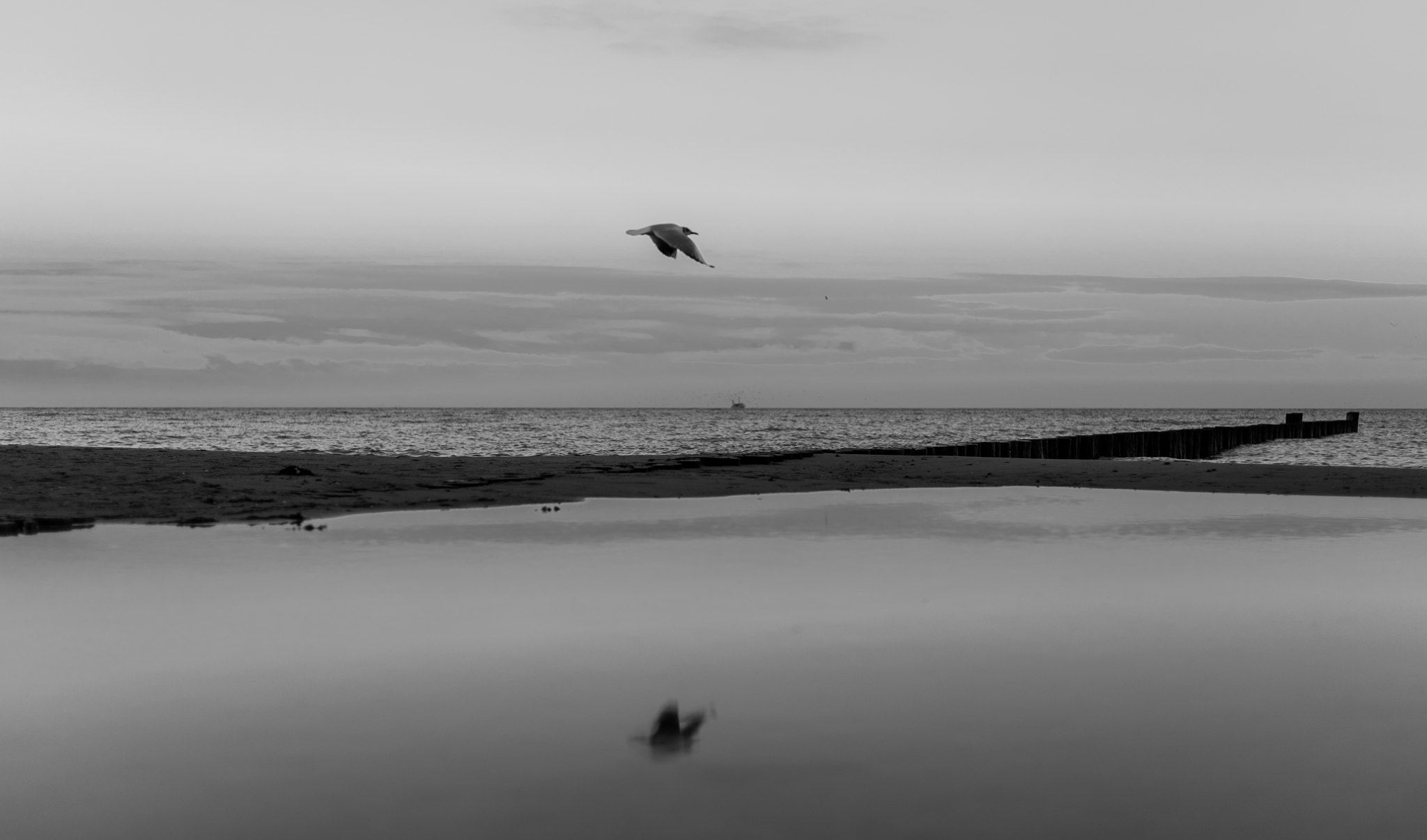 E 50mm F2 sample photo. Bird on the beach photography