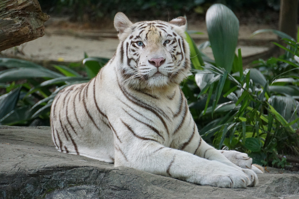 Beautiful White Tiger by Tassanee Laird / 500px