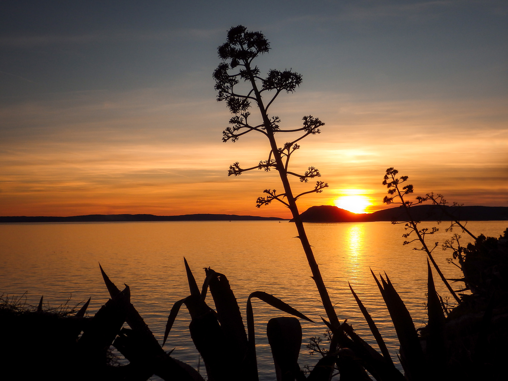 Ricoh WG-4 sample photo. Sunset and agaves photography