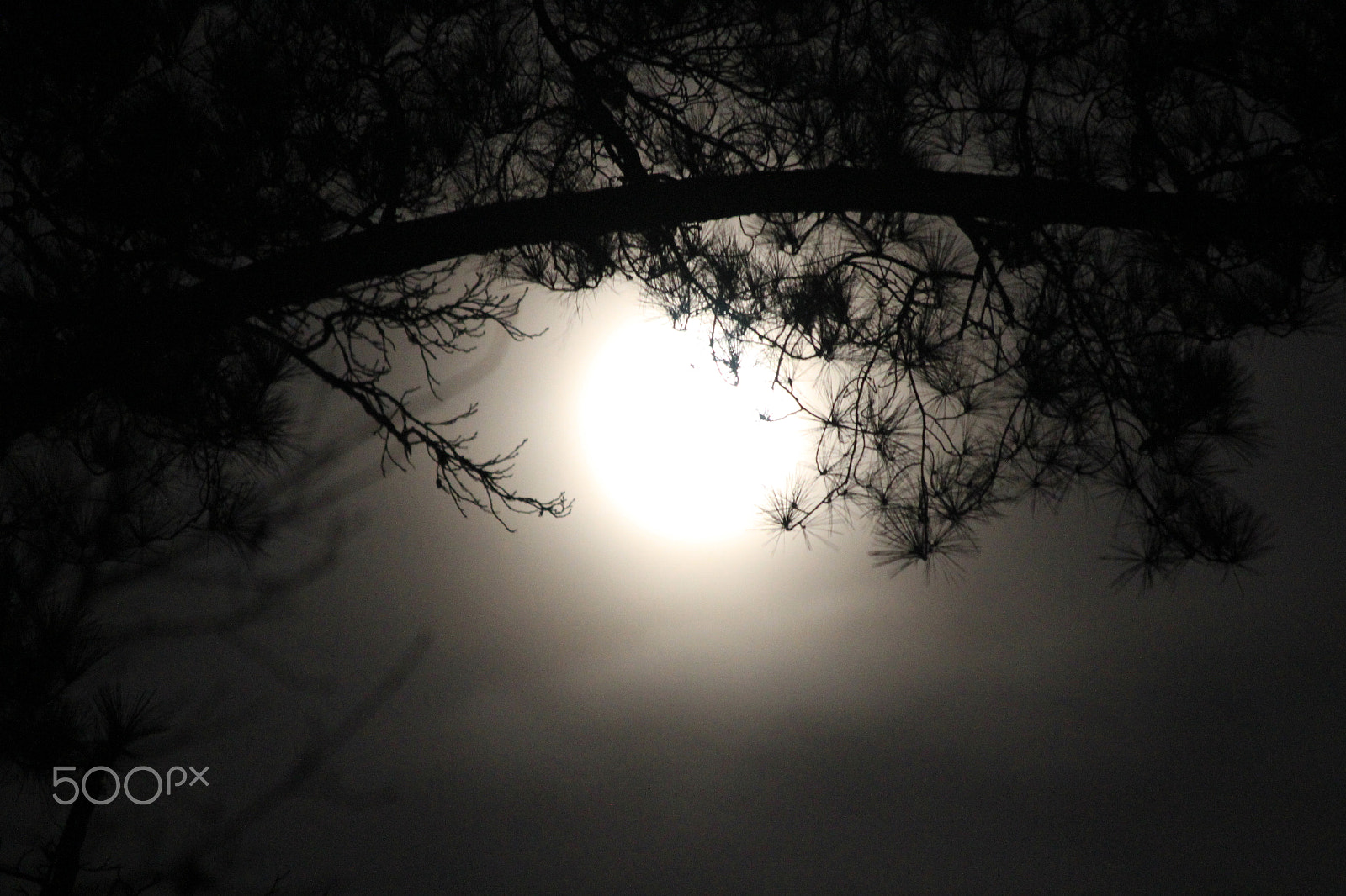 Canon EF 70-300mm F4-5.6 IS USM sample photo. Night eye photography