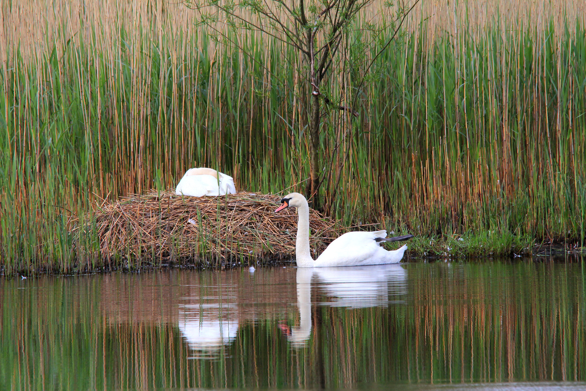 Canon 150-500mm sample photo. Mute swan at nest photography