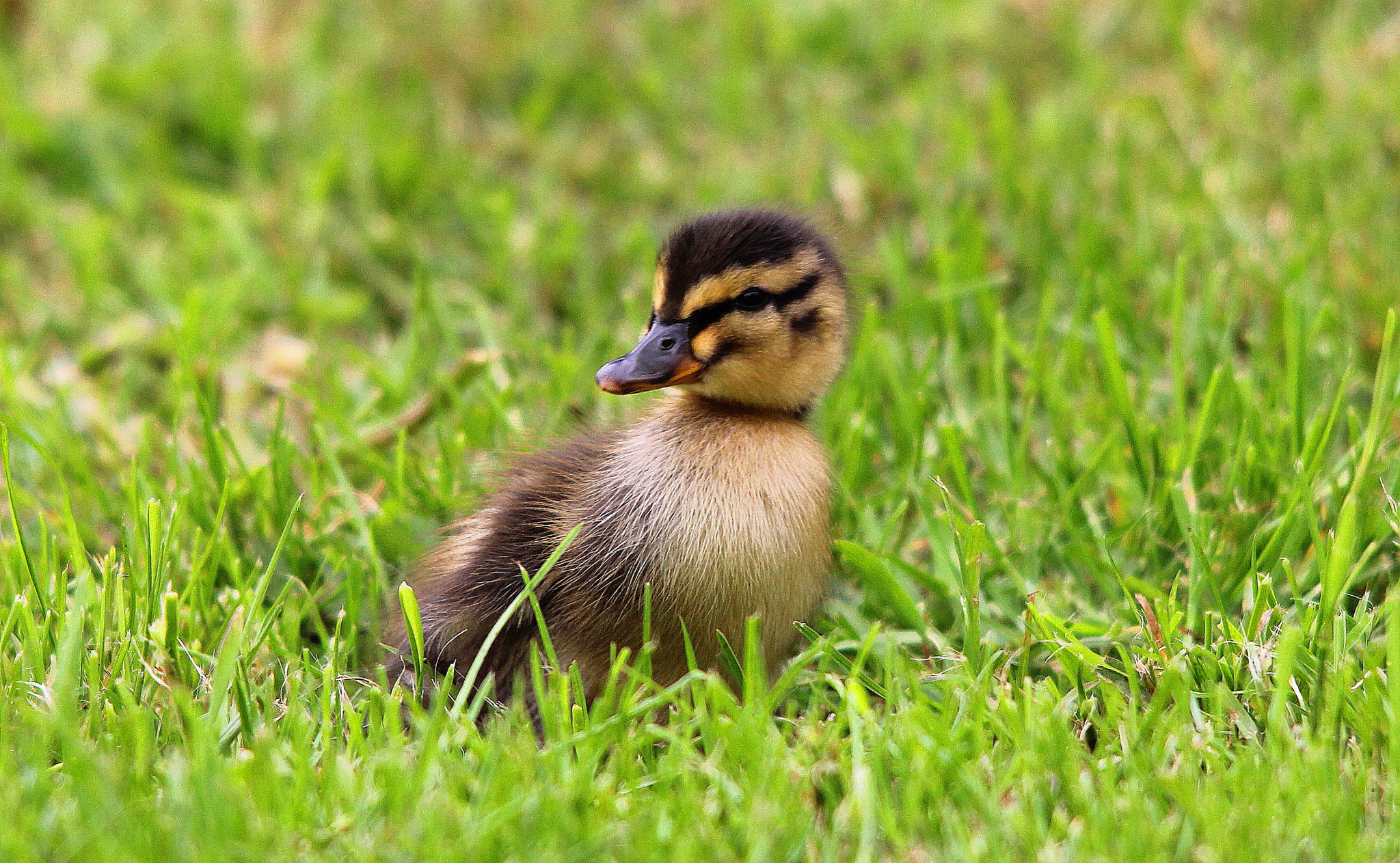 Canon 150-500mm sample photo. Duckling photography