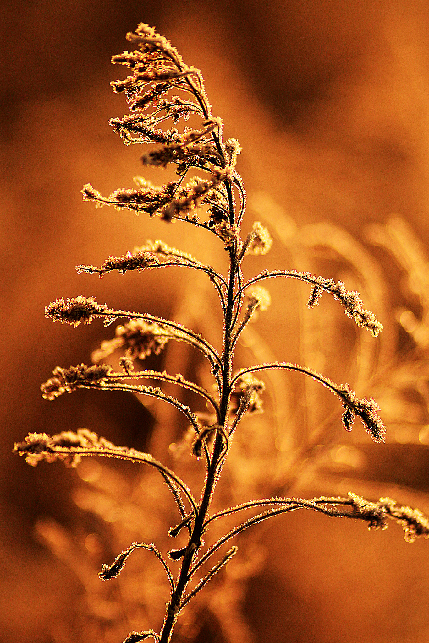 Canon EOS 70D + Canon EF 100mm F2.0 USM sample photo. Frozen photography