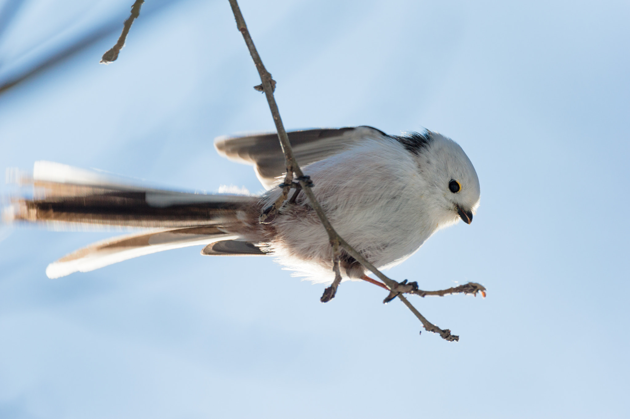 Sigma 150-600mm F5-6.3 DG OS HSM | C sample photo. Long-tailed tit photography