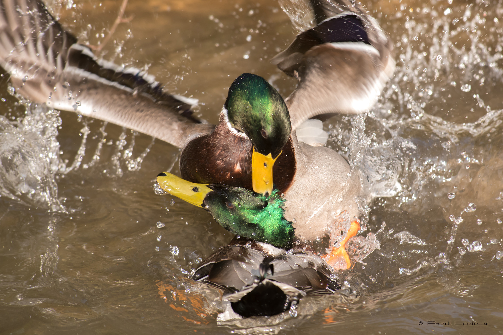 Nikon AF-S Nikkor 300mm F2.8G ED VR II sample photo. Ducks fight photography