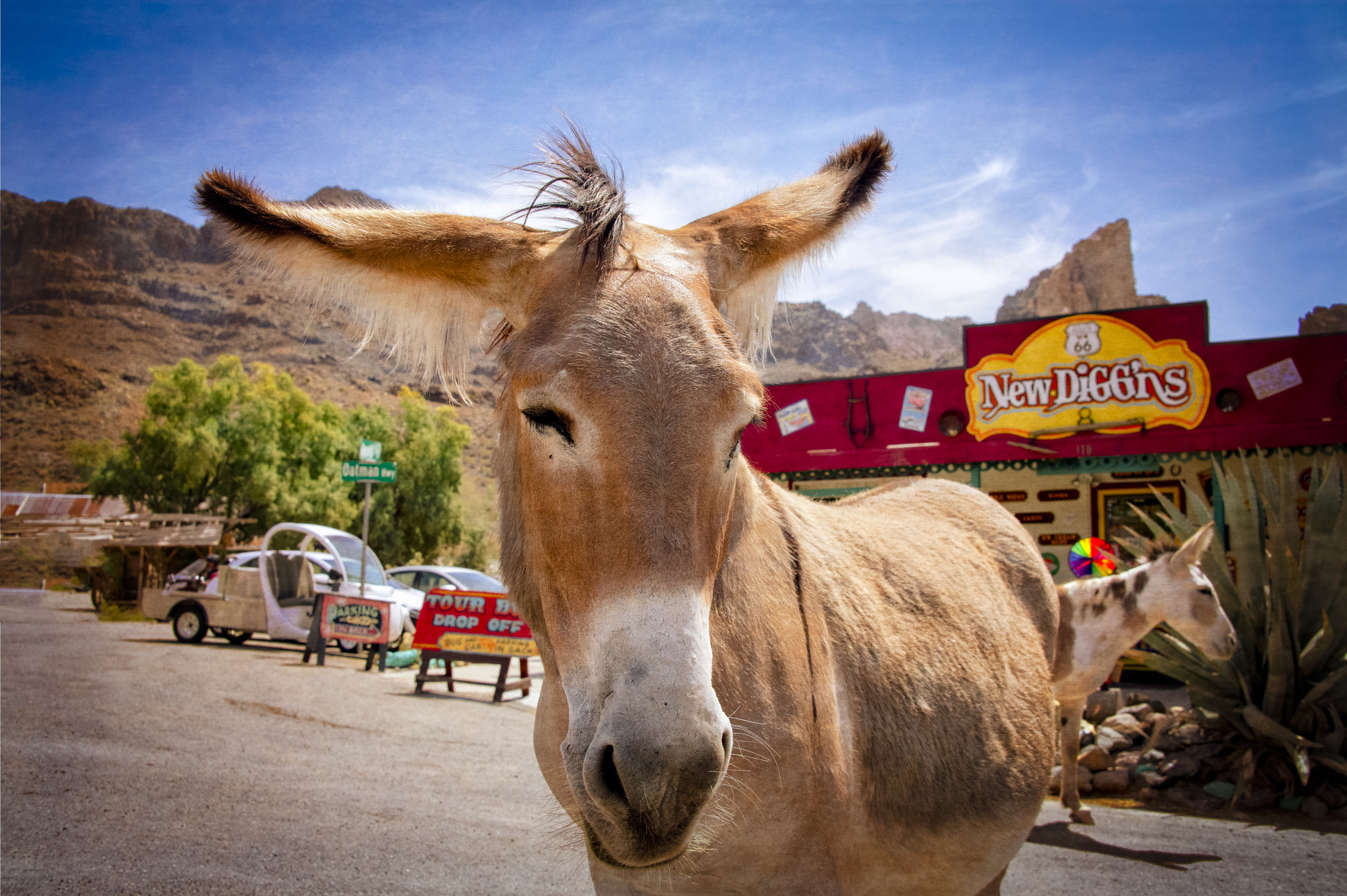 Nikon D4 sample photo. The mayor of oatman photography