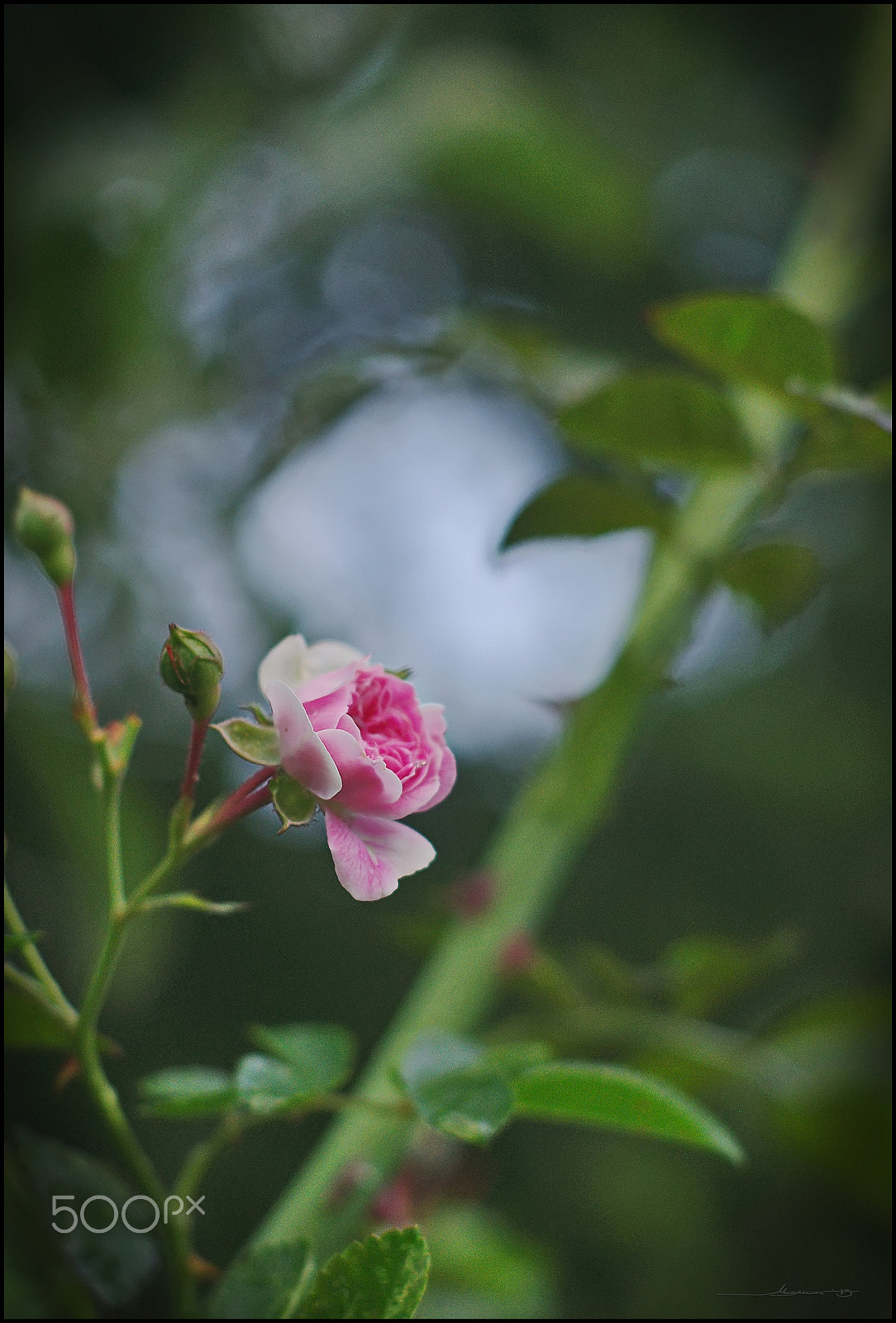 Pentax K200D + Pentax smc FA 50mm F1.4 sample photo. Wild rose photography