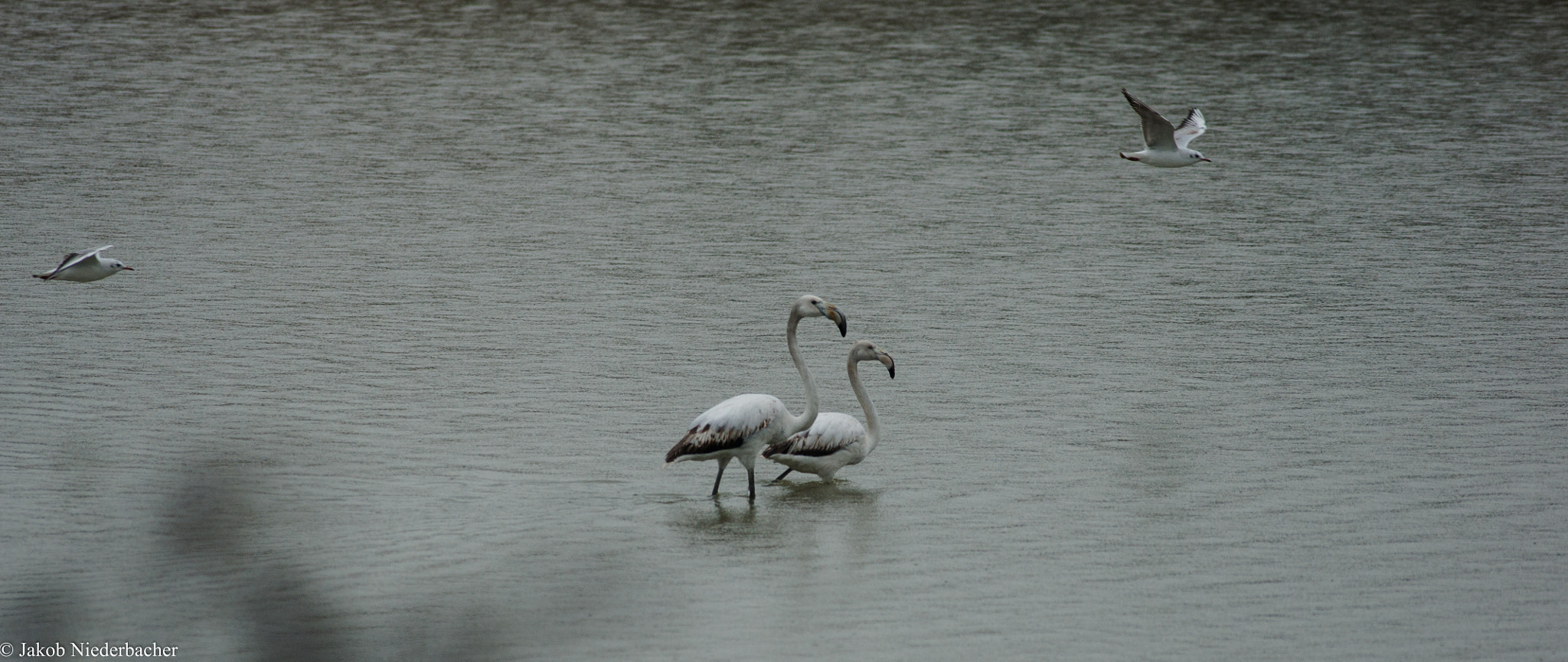 Sony 75-300mm F4.5-5.6 sample photo. Phoenicopteridae photography