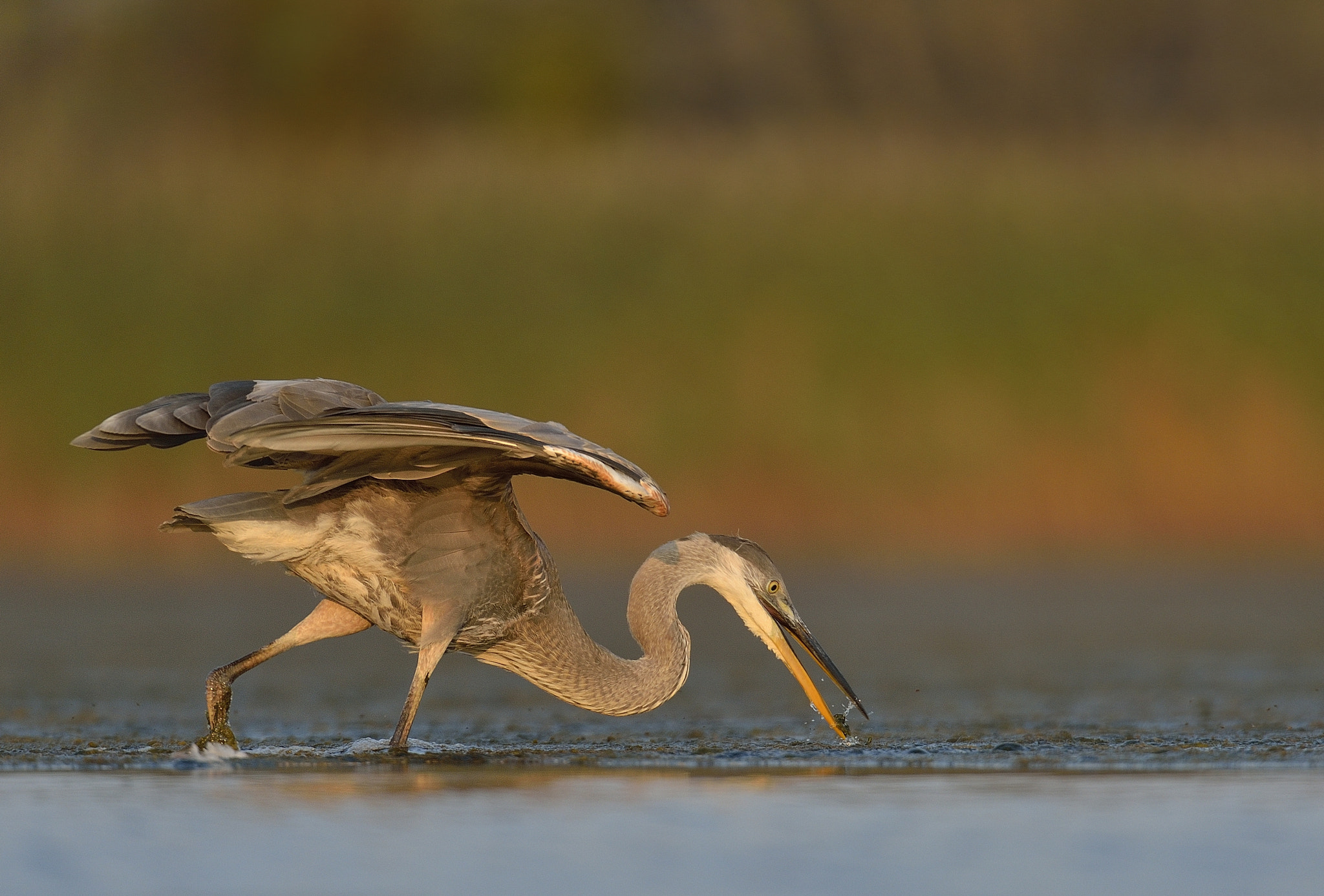 Nikon D4 sample photo. Great blue heron photography
