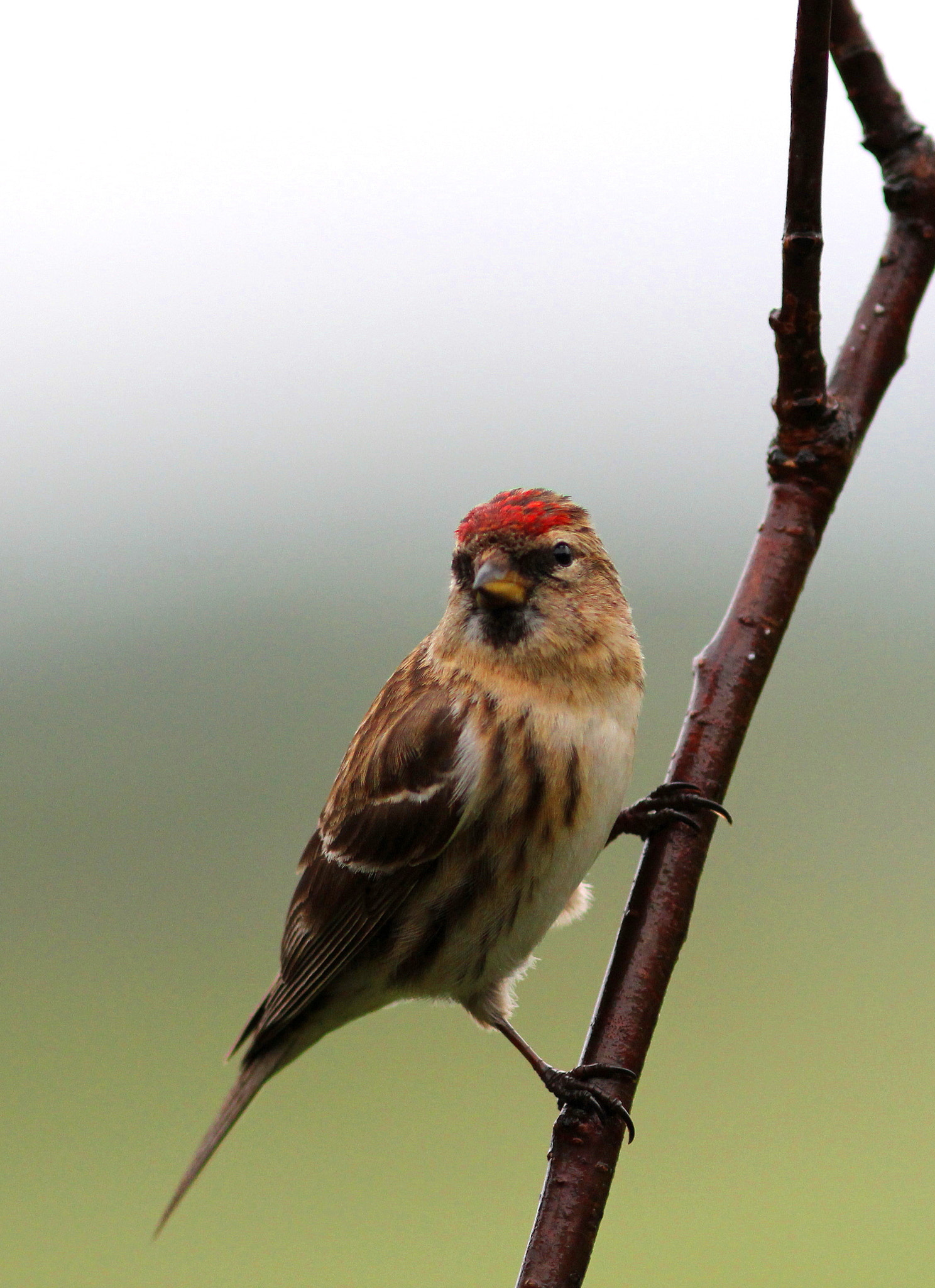 Canon EF 300mm F4L IS USM sample photo. Lesser redpoll photography