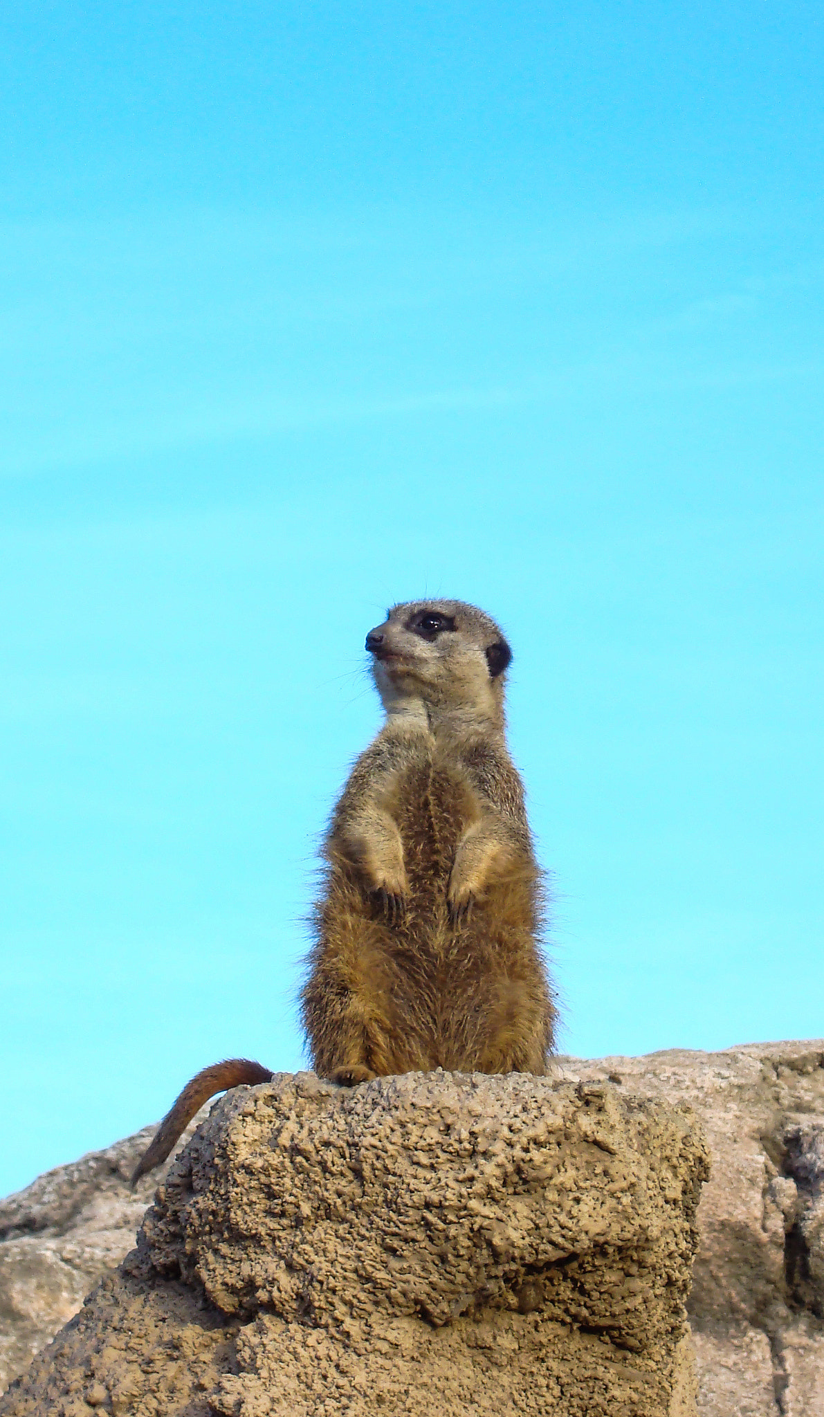 Sony DSC-W200 sample photo. Suricata mirando al sudeste photography