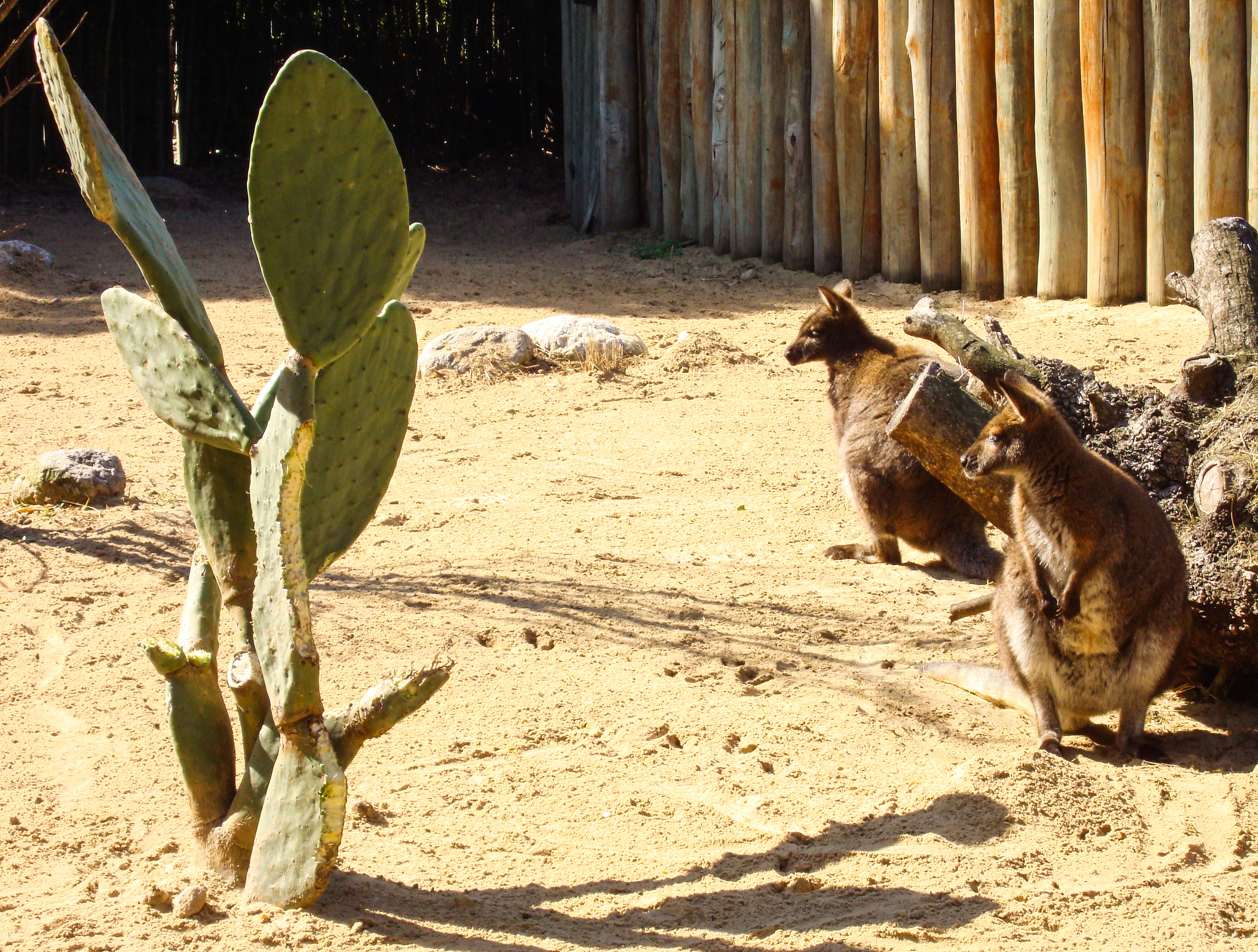 Sony DSC-W200 sample photo. Wallabies photography