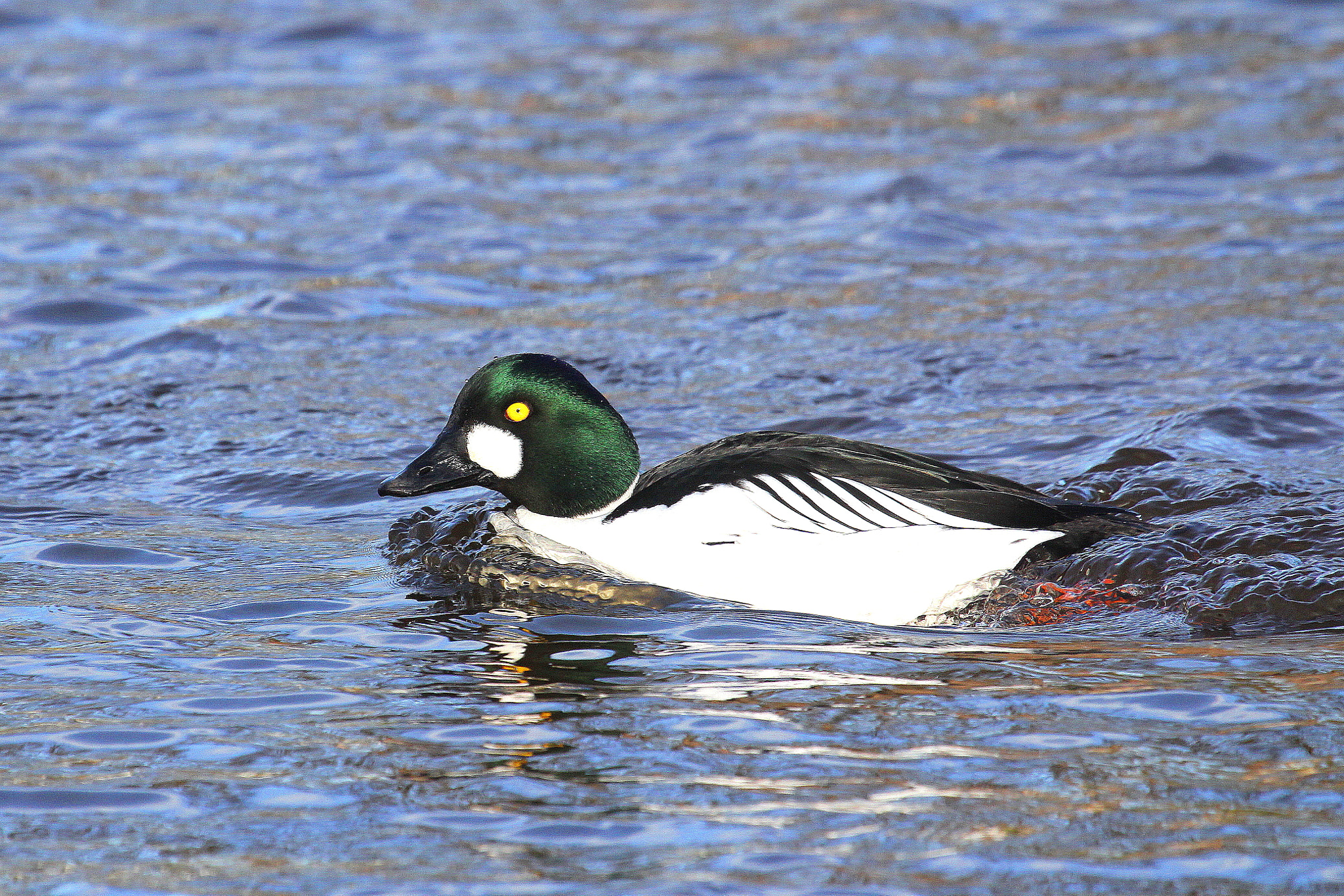 Canon EF 100-400mm F4.5-5.6L IS USM sample photo. Goldeneye photography