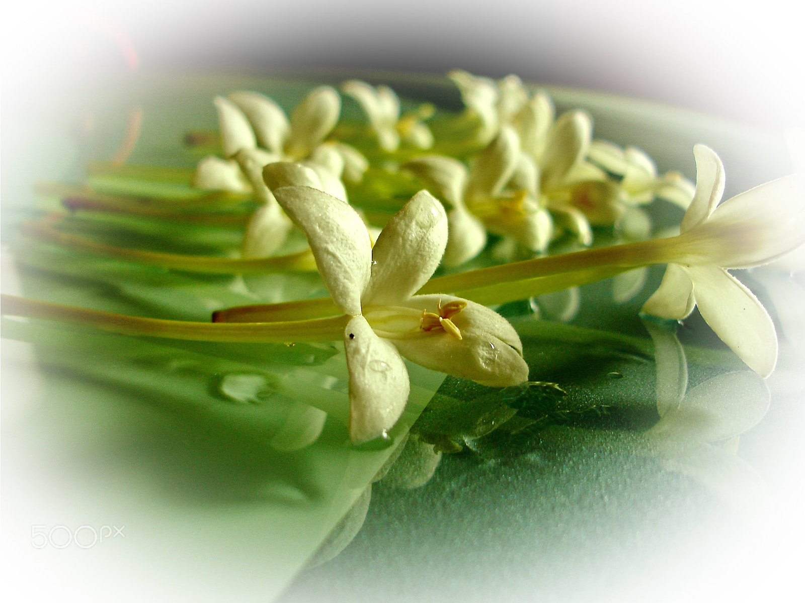 Sony DSC-W7 sample photo. Beautiful flower photography