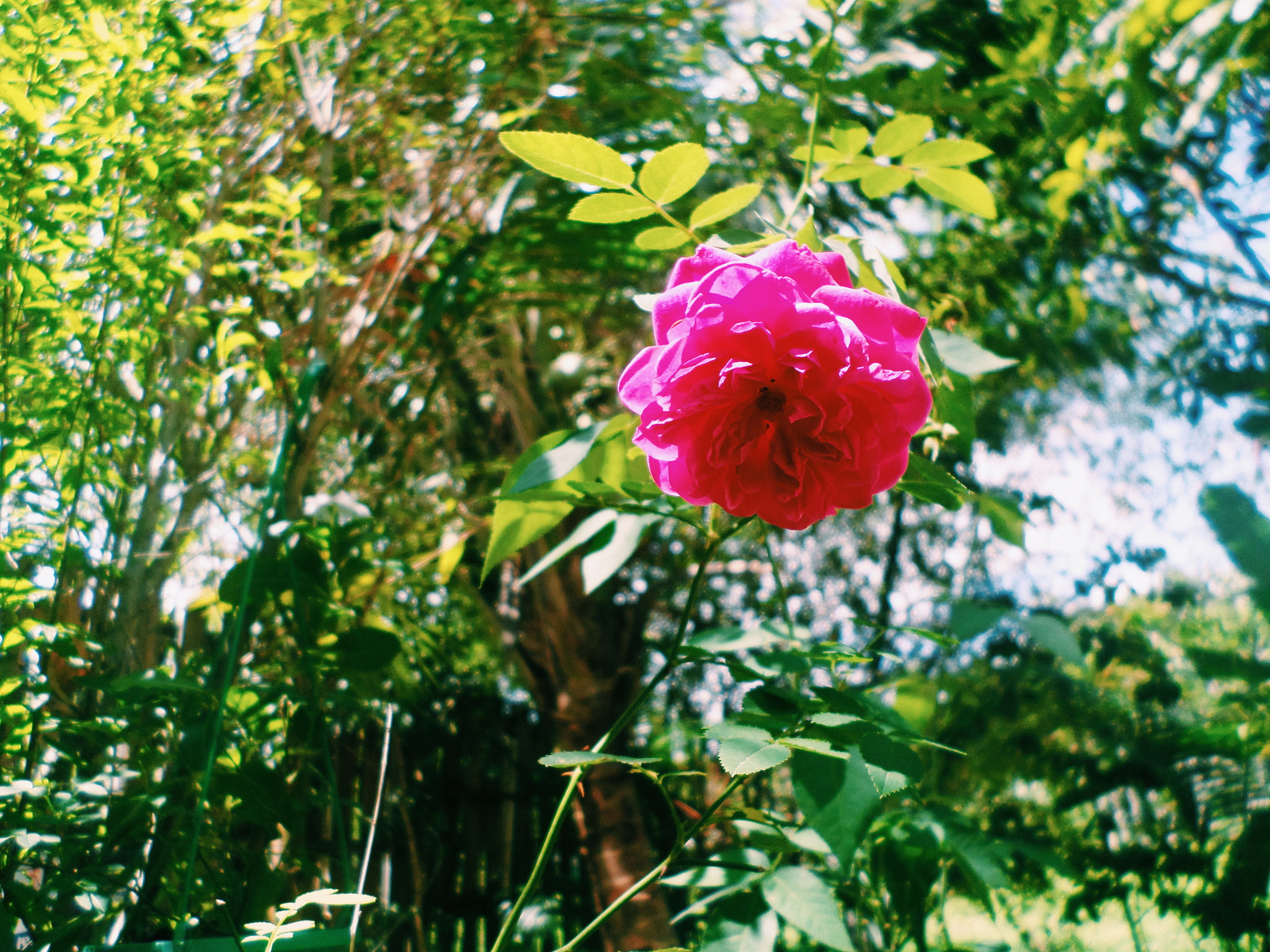 Samsung DV150F/DV151F/DV155F sample photo