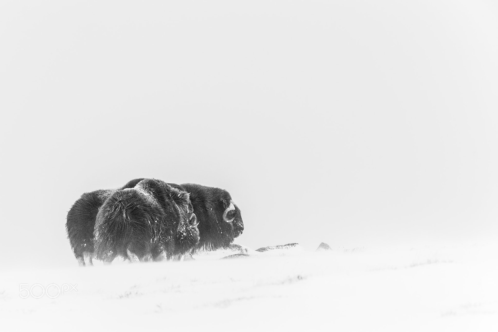 Canon EF 200-400mm F4L IS USM Extender 1.4x sample photo. Moskoxen photography