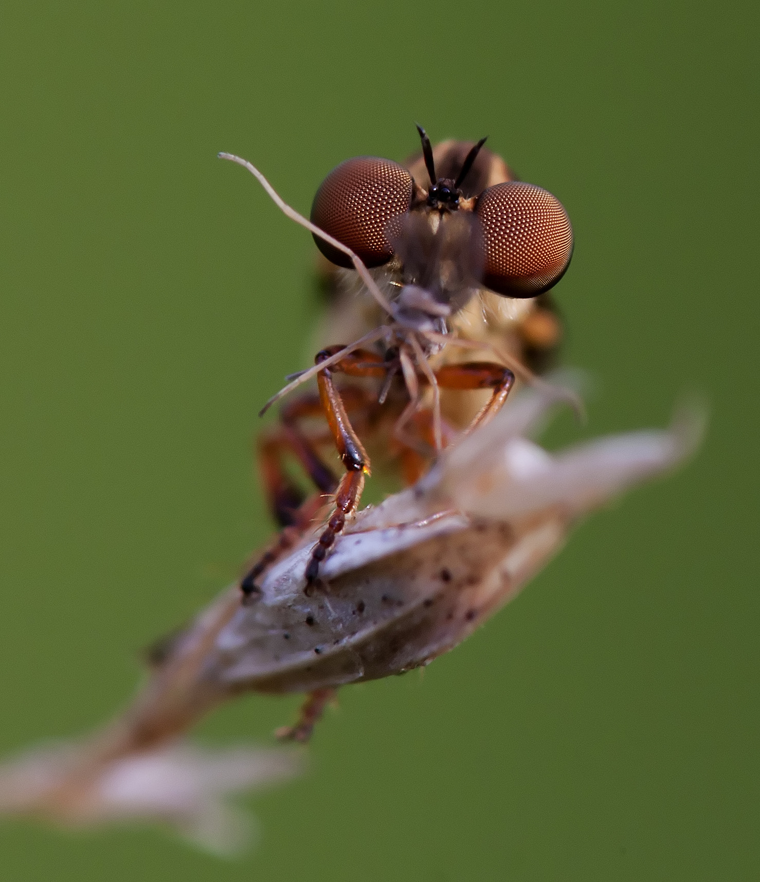 Tamron SP AF 180mm F3.5 Di LD (IF) Macro sample photo. Robber photography