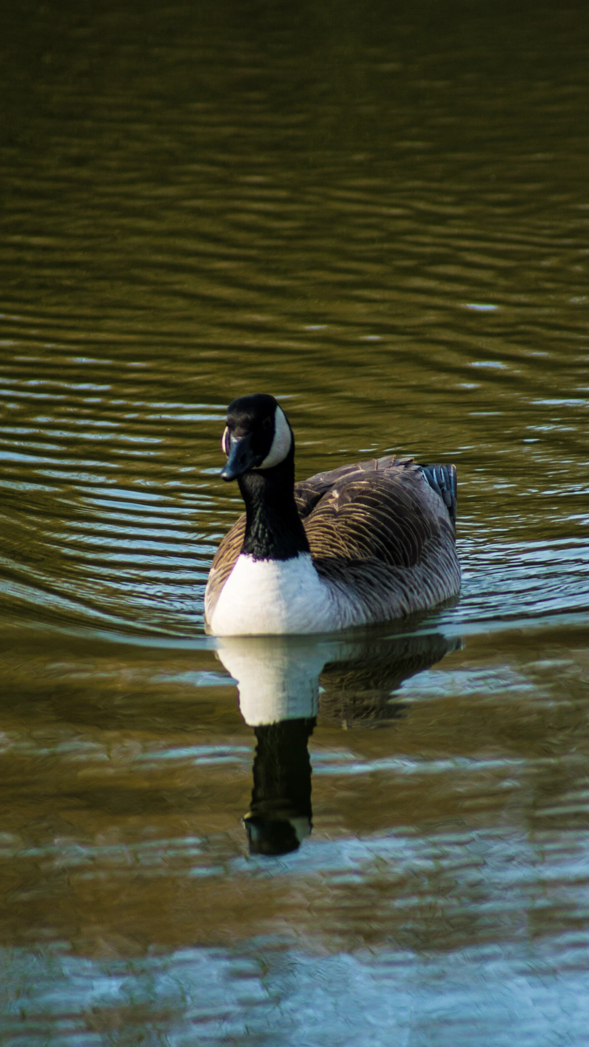 Sony 75-300mm F4.5-5.6 sample photo. Double duck! photography