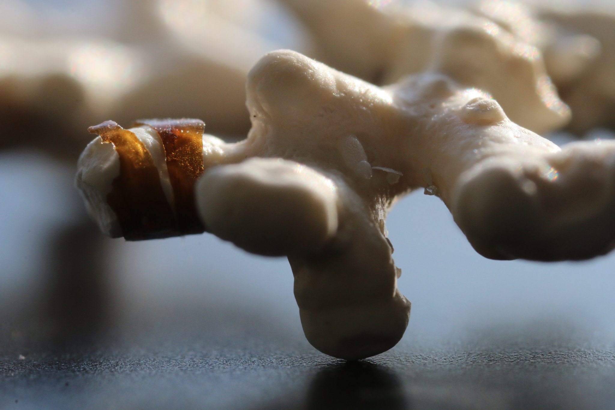 Canon MP-E 65mm F2.5 1-5x Macro Photo sample photo. Coral close up photography