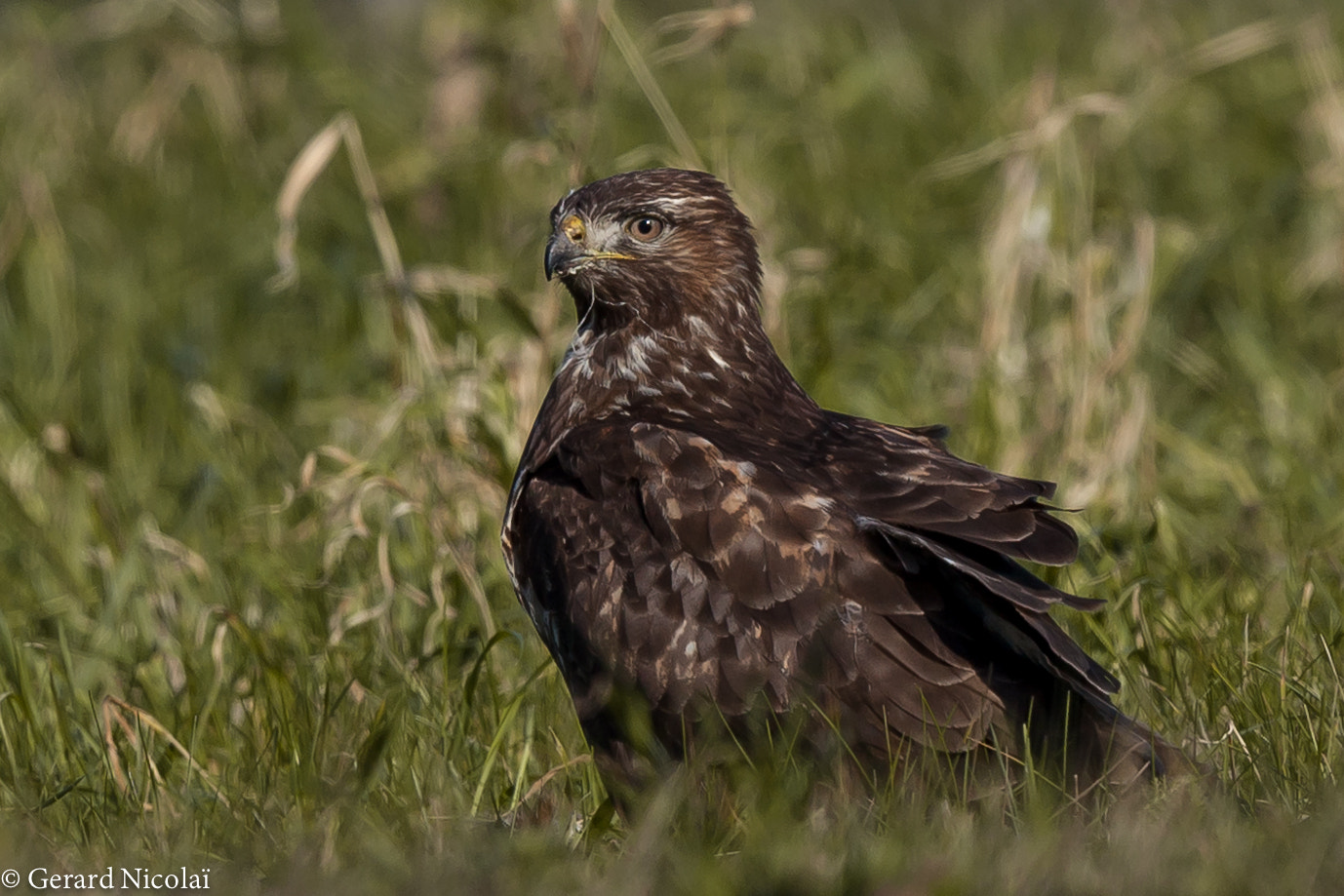 Canon EF 300mm F2.8L IS USM sample photo. Common buzzard photography