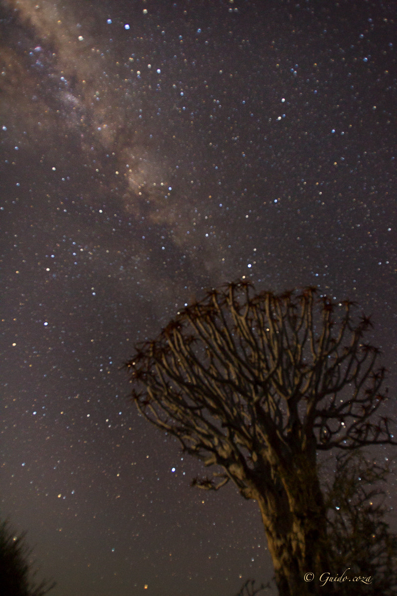 Canon EOS-1D Mark IV + Canon EF 16-35mm F2.8L USM sample photo. Quiver tree with milkyway photography
