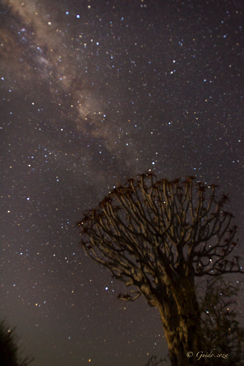 Canon EF 16-35mm F2.8L USM sample photo. Quiver tree with milkyway photography