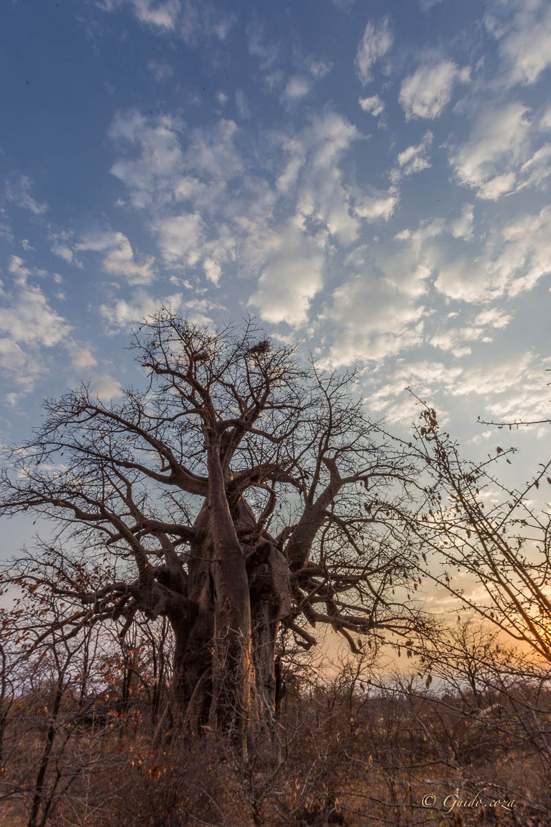 Canon EF 15mm F2.8 Fisheye sample photo. Baobab web photography