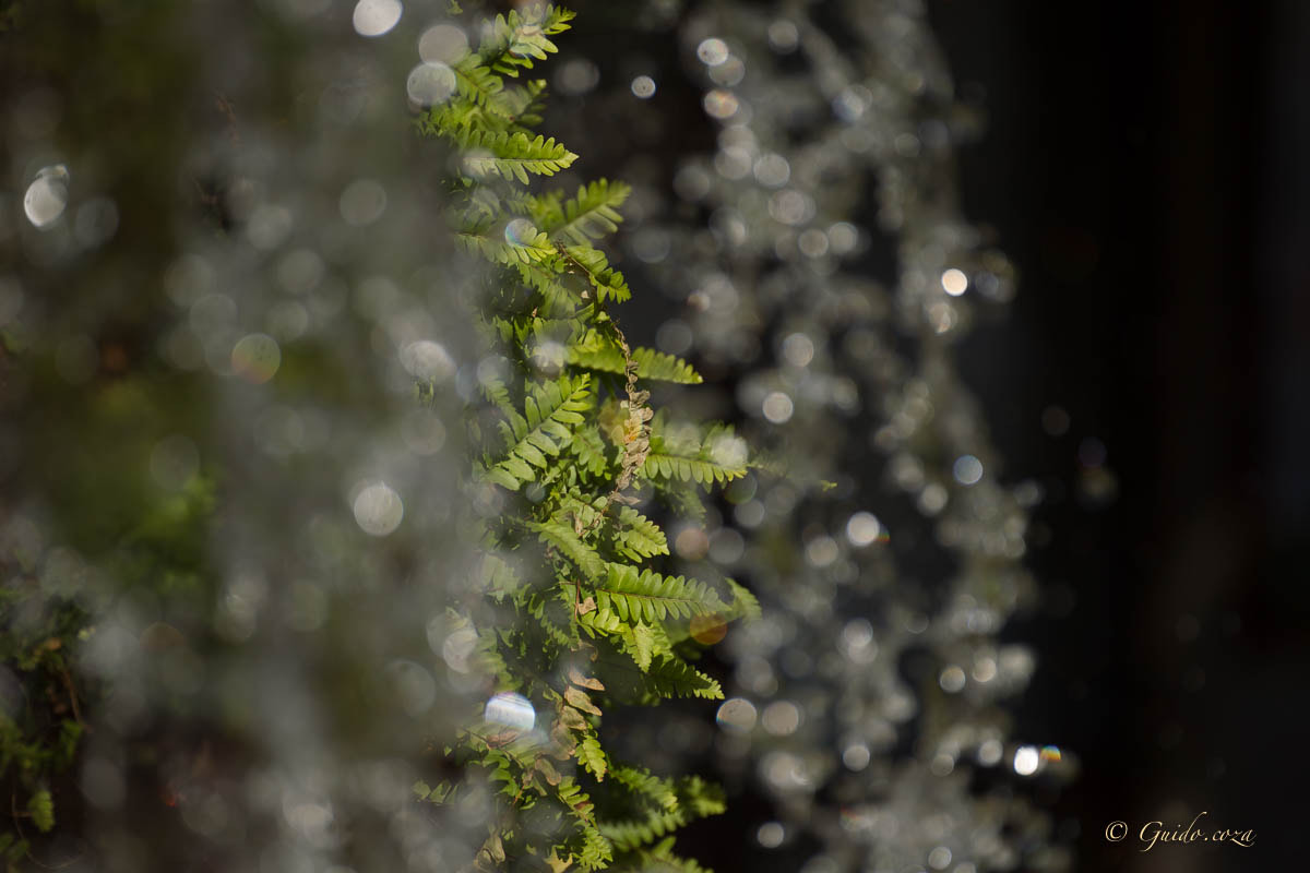 Canon EF 200mm F2.8L II USM sample photo. Fern in waterfall web photography