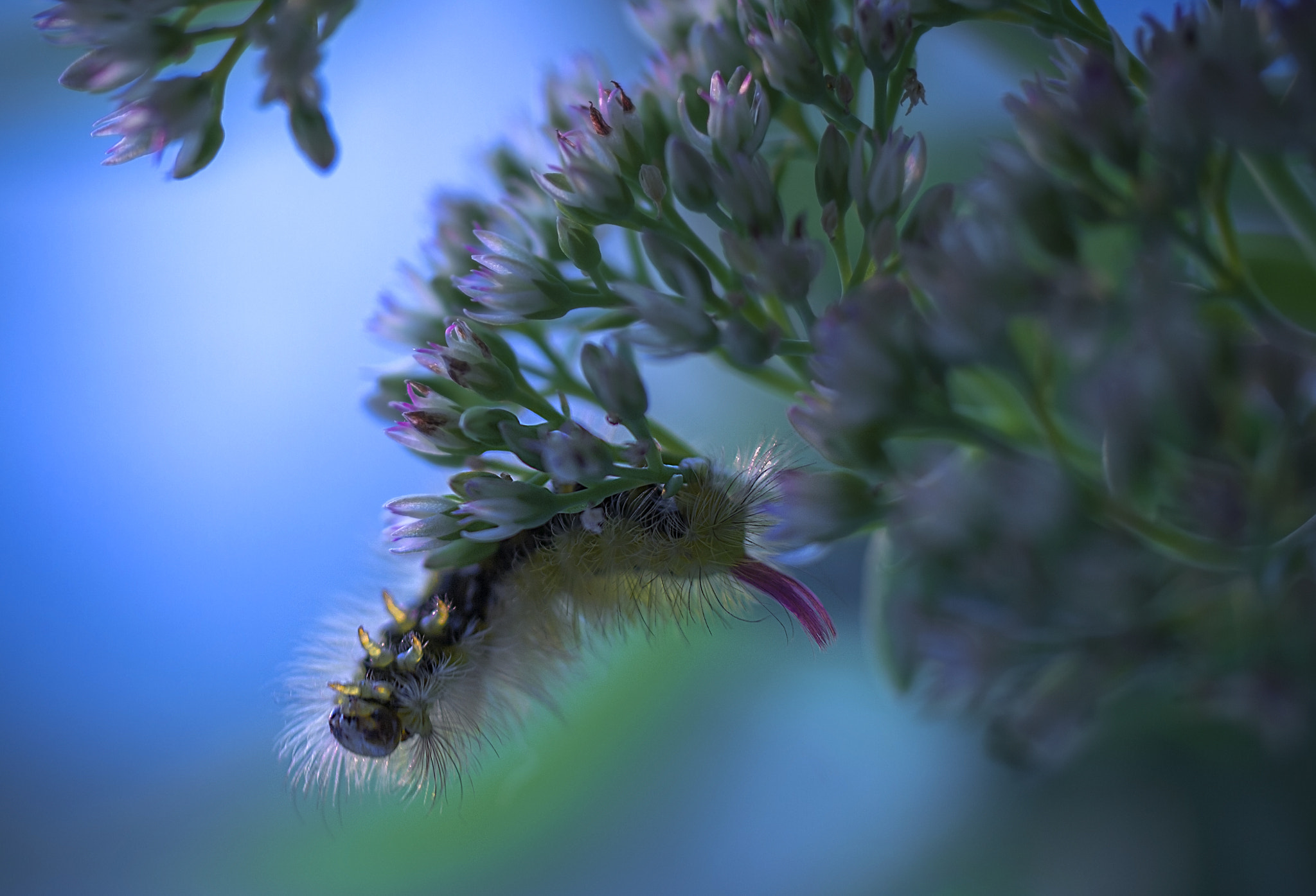 Tamron SP AF 60mm F2 Di II LD IF Macro sample photo. Explorer photography