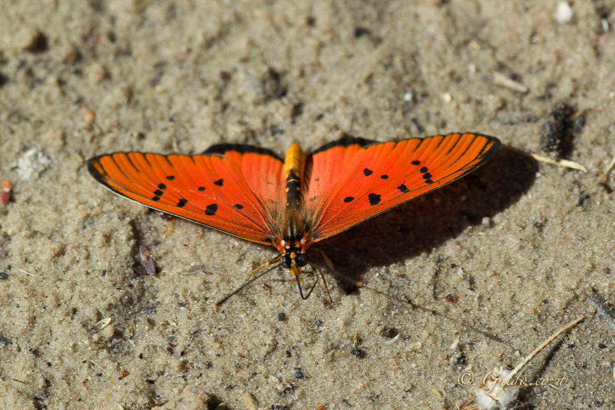 Sigma APO Macro 150mm f/2.8 EX DG HSM sample photo. Clear spotted acraea (a aglaonice) web photography