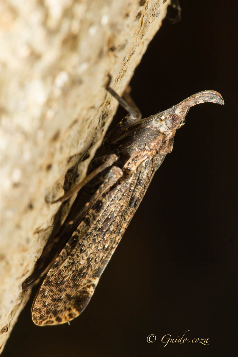 Sigma APO Macro 150mm f/2.8 EX DG HSM sample photo. Lanternbug web photography
