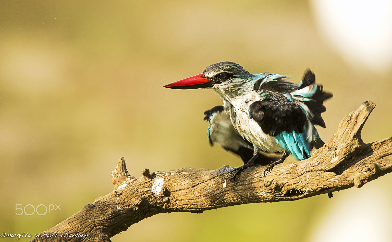 Tamron SP 150-600mm F5-6.3 Di VC USD sample photo. Woodland kingfisher .. photography