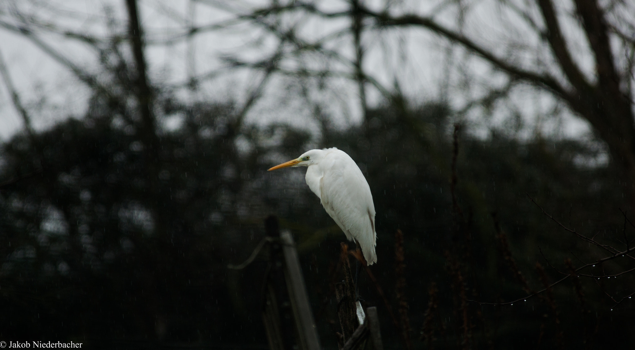 Sony 75-300mm F4.5-5.6 sample photo. Ardea alba photography