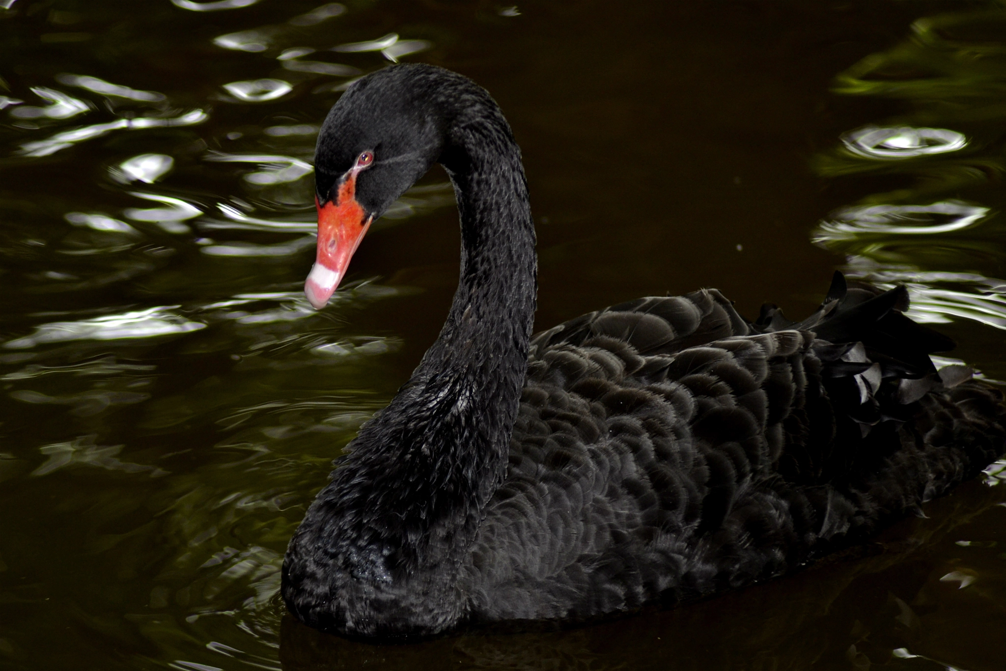 Nikon AF Nikkor 70-300mm F4-5.6G sample photo. Casela photography