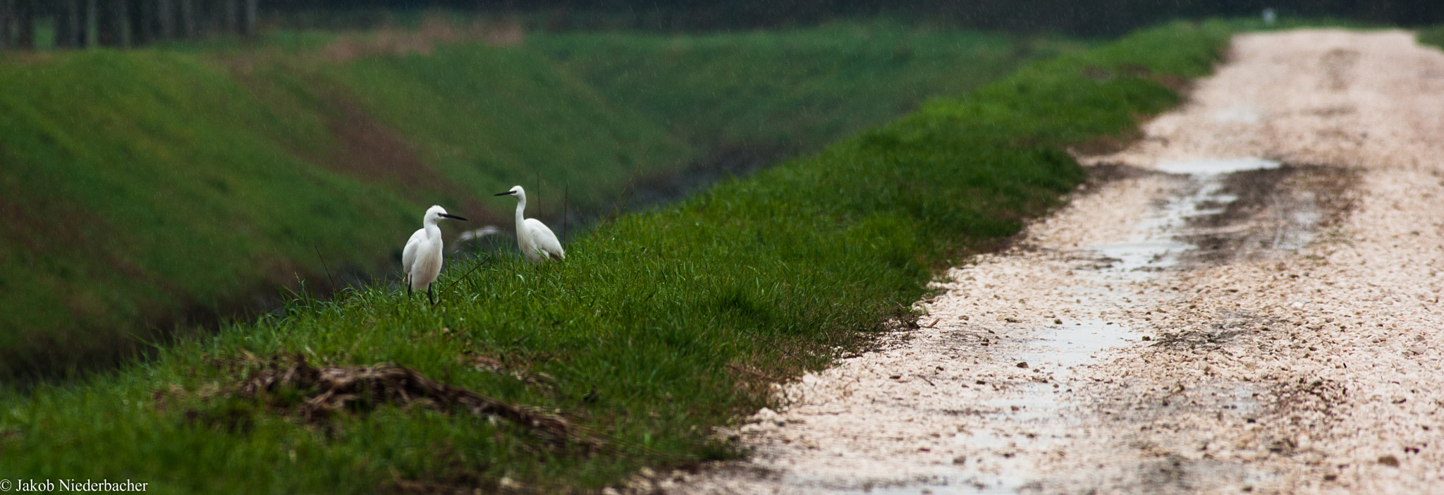 Sony 75-300mm F4.5-5.6 sample photo. Egretta garzetta photography