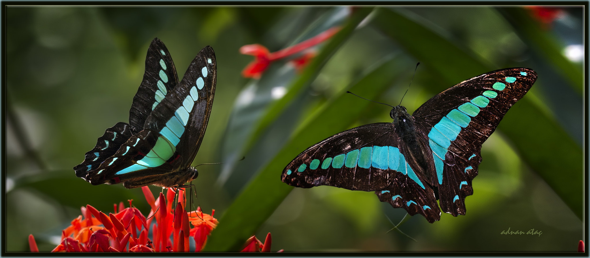 Nikon D3S sample photo. Graphium sarpedon luctatius - common bluebottle photography